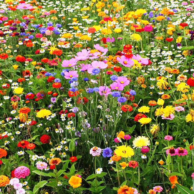 DECORTÉ Wildflower Wonderland 2x18g Delaware.jpg?v=1744993679