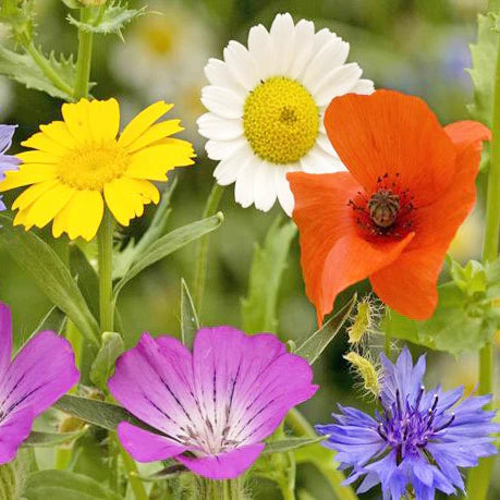 plant lavender seeds Lavender Seeds  Plantflix