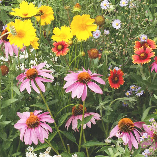 Tennessee Wildflower Seeds | Created By Nature