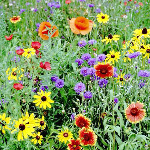 Maryland Wildflower Seeds | Created By Nature