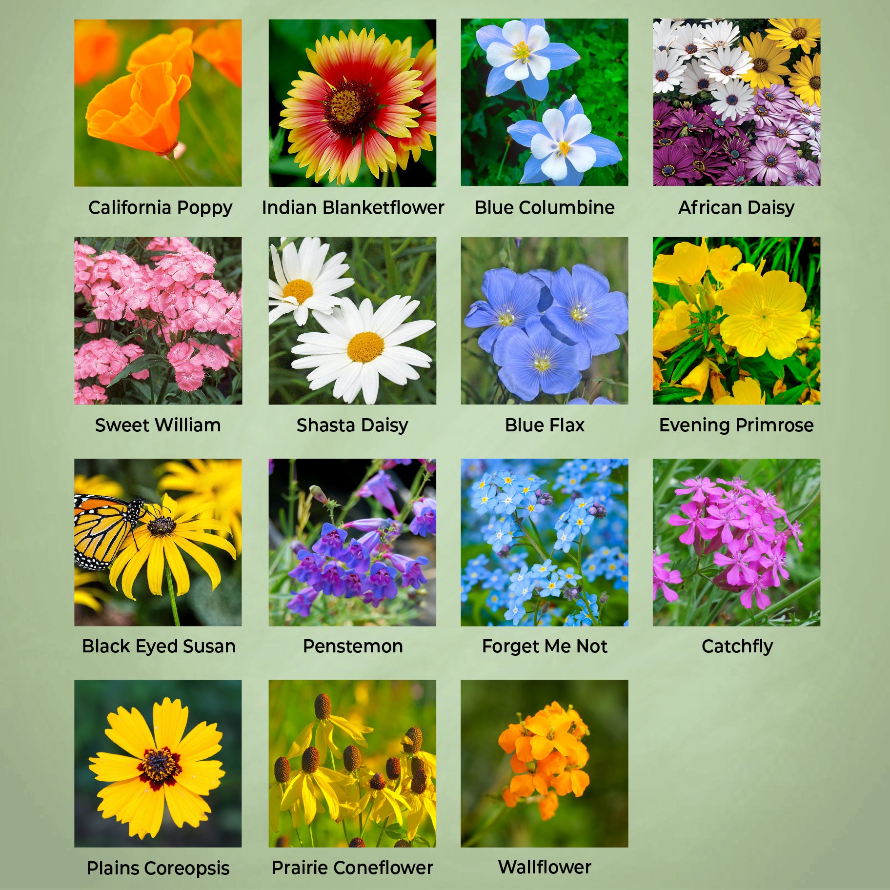 Alaska Wildflower mix - flower varieties
