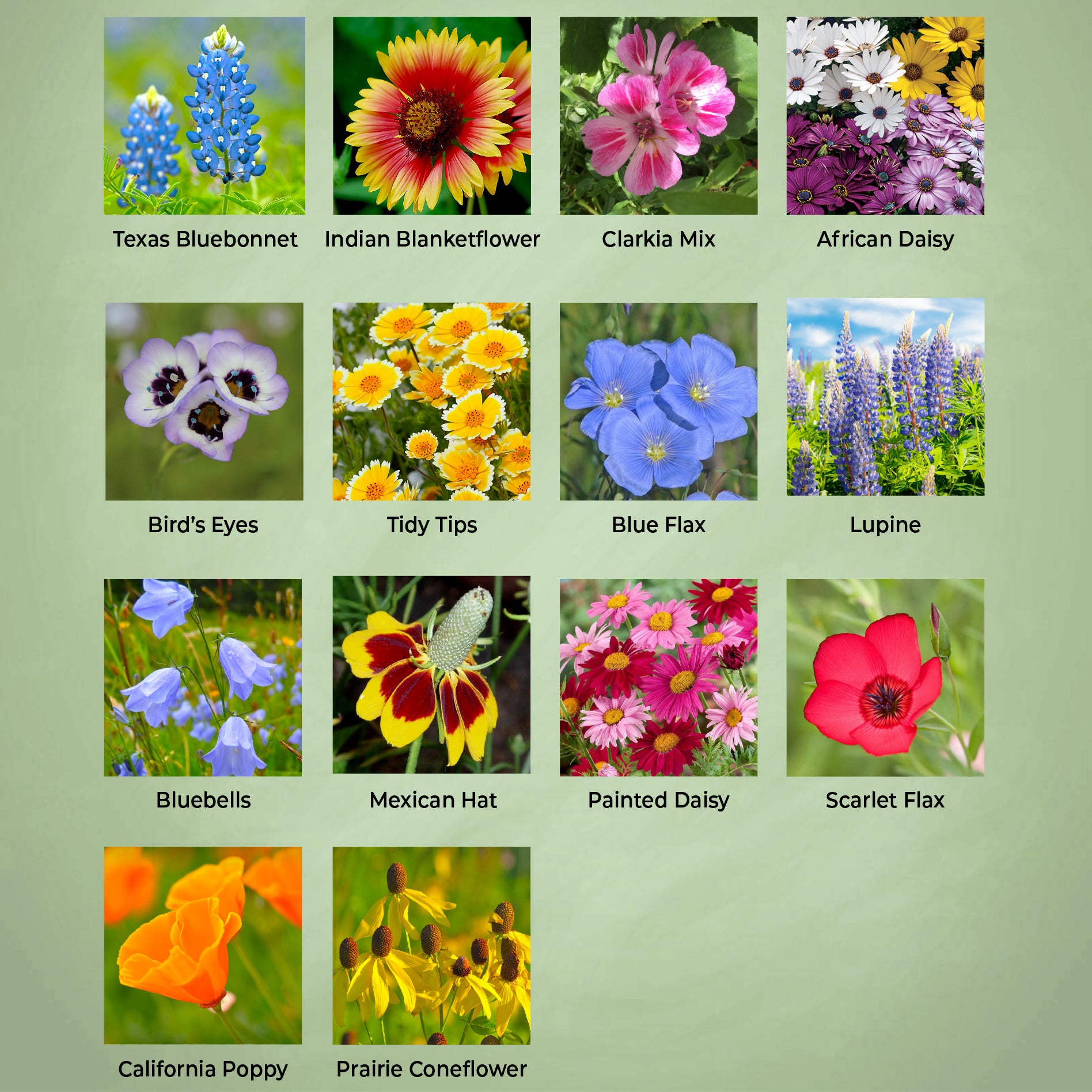 Arizona wildflower seed mix - flower varieties