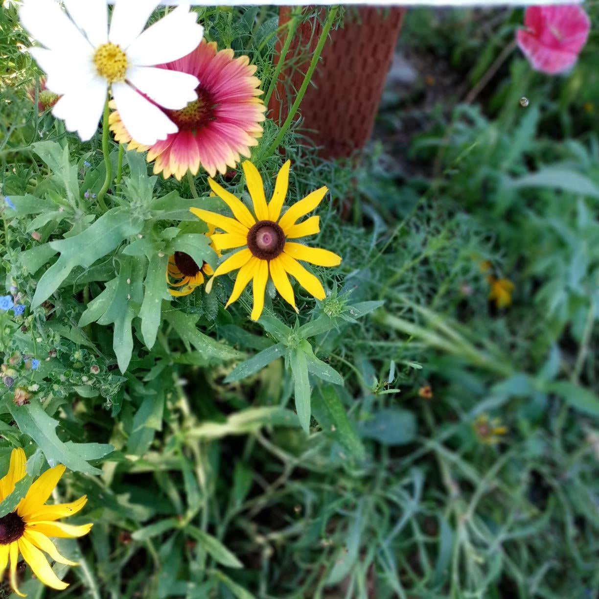 home wildflower landscape - 2