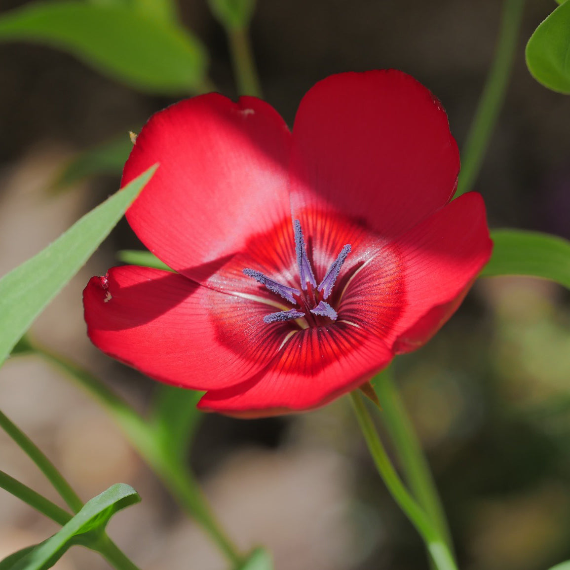 red poppy flower