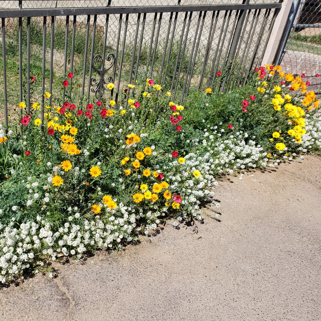 home wildflower landscape - garden bed next to metal fence