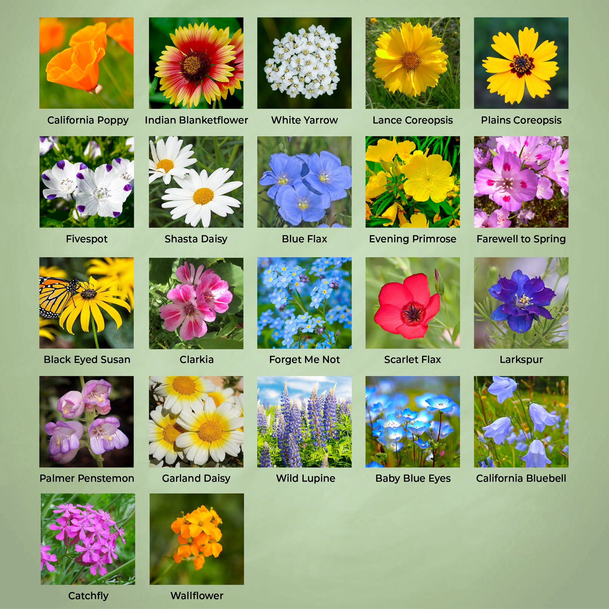 California Wildflowers - Flower Varieties