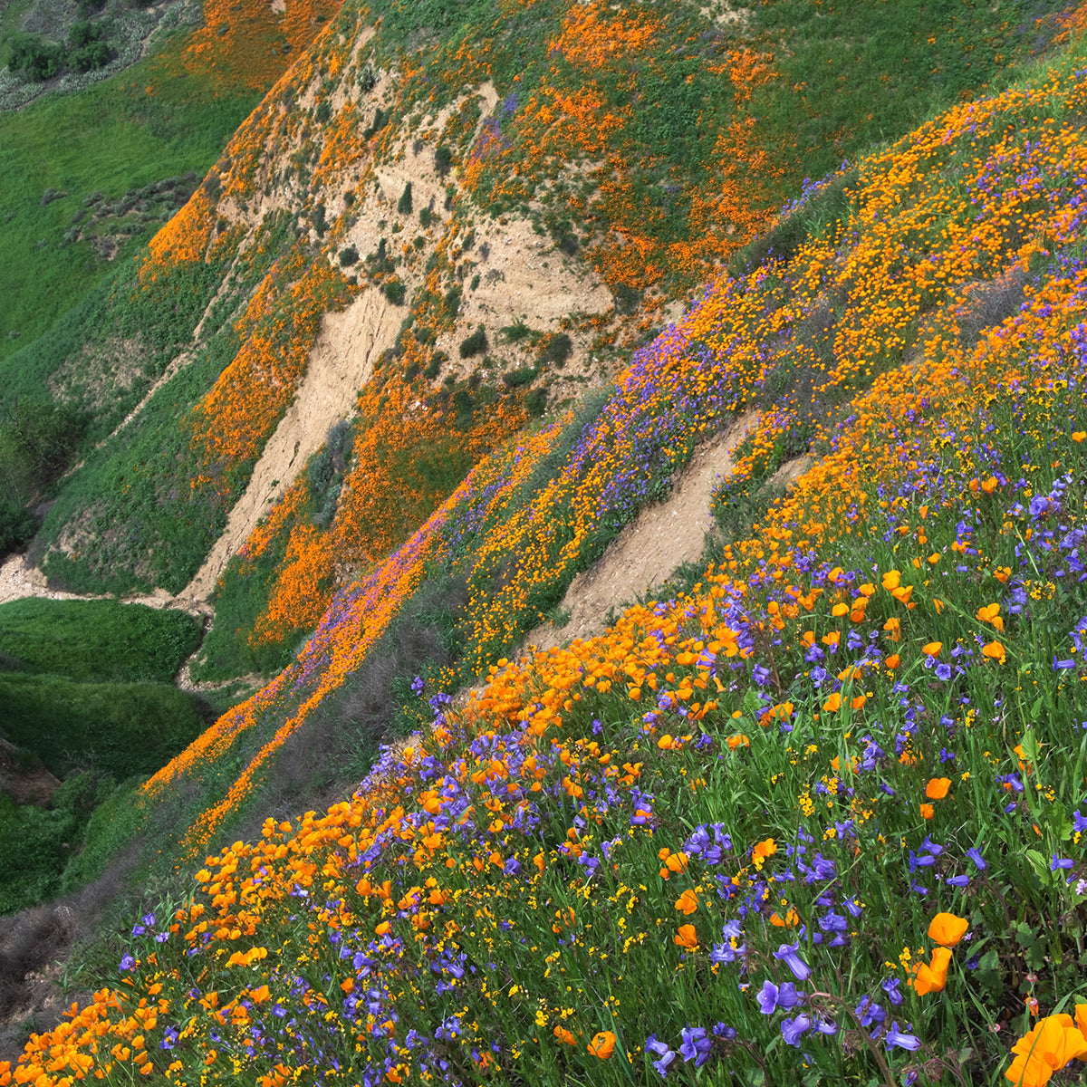 rolling hill wildflower landscape in California