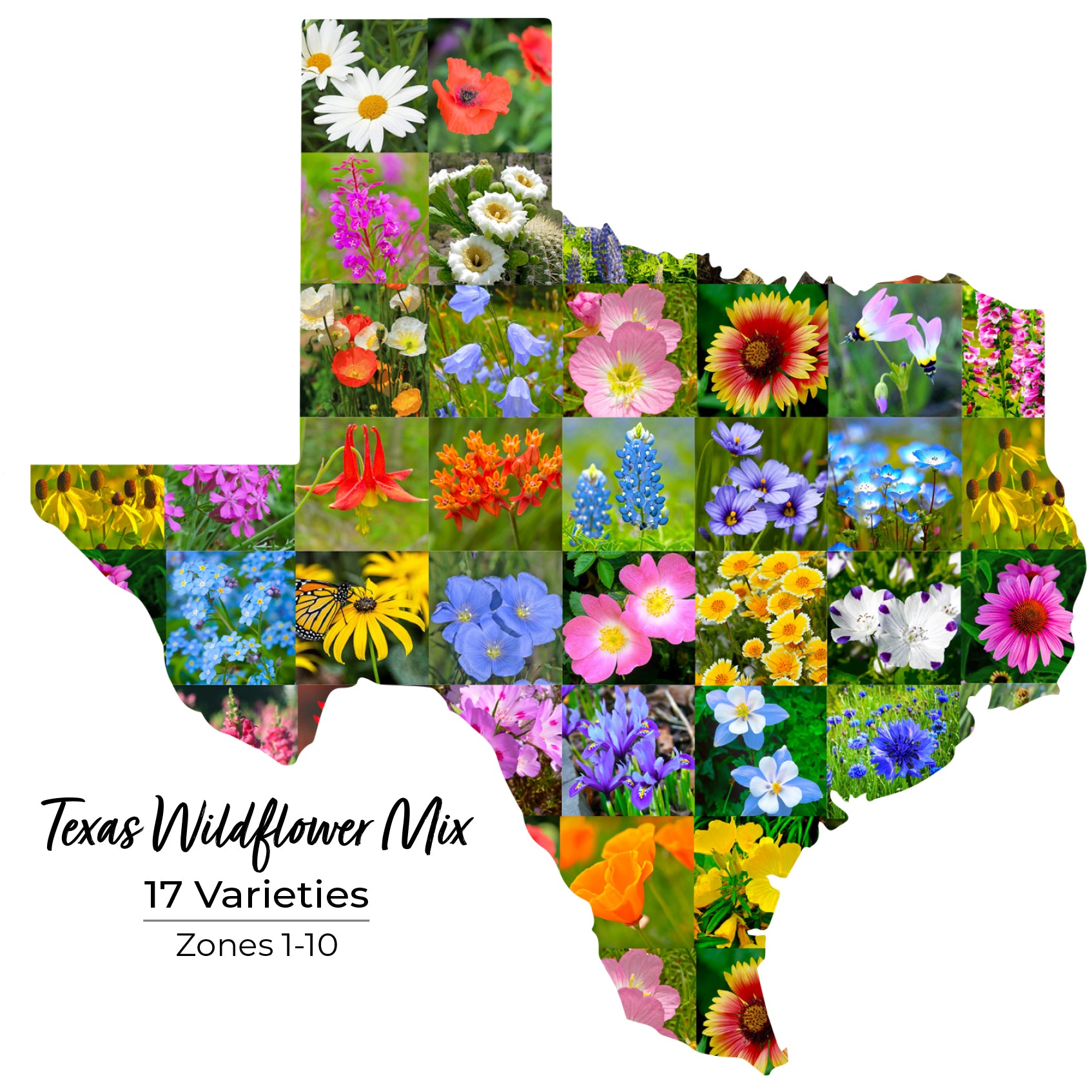 Texas wildflower mix