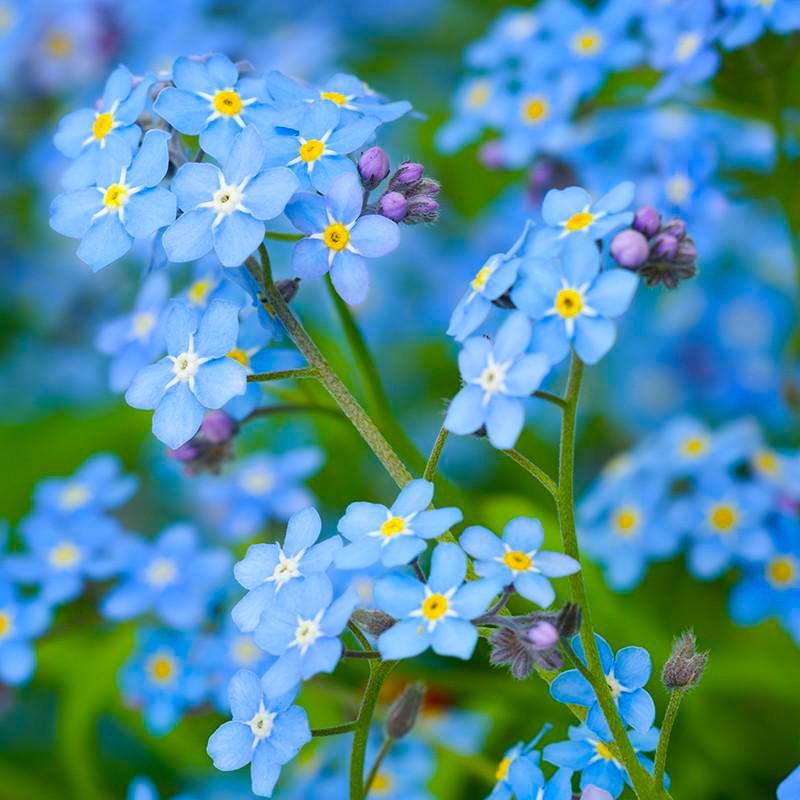 Forget me not flowers in the Arkansas wildflower seed mix