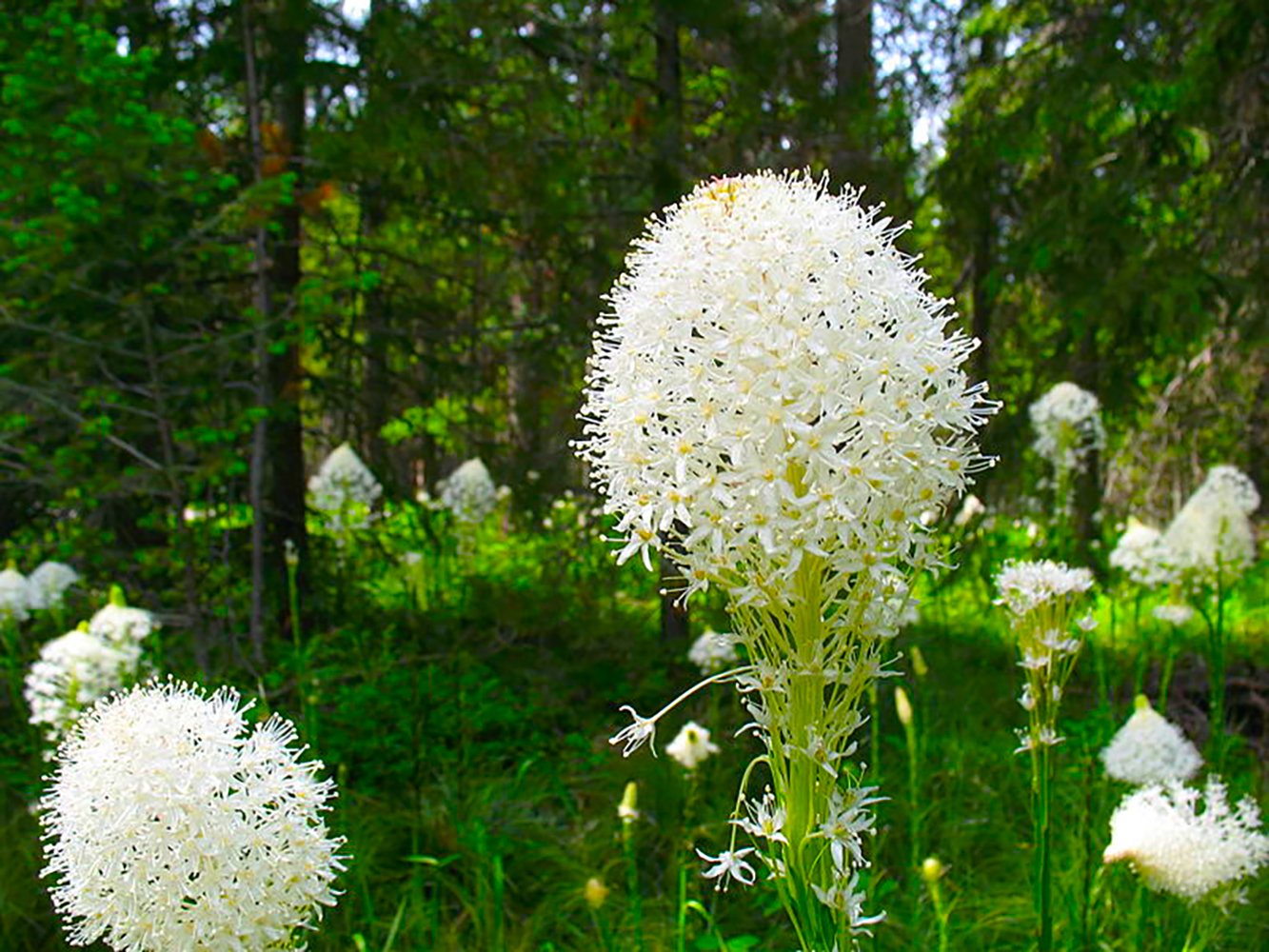 Montana Beargrass Seeds and Flowers