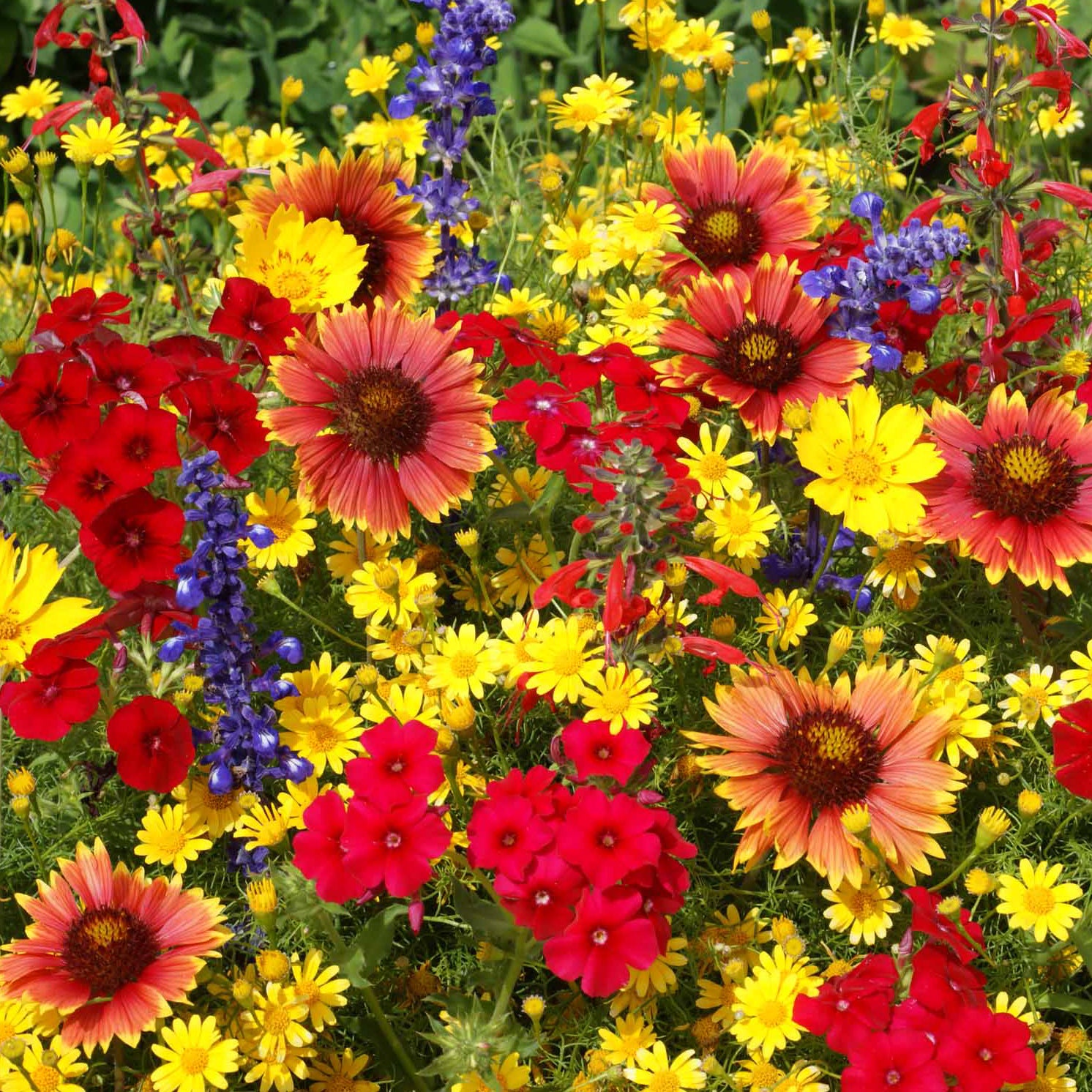 25 Colorful Wildflowers - Mixture Selected For Your Zone