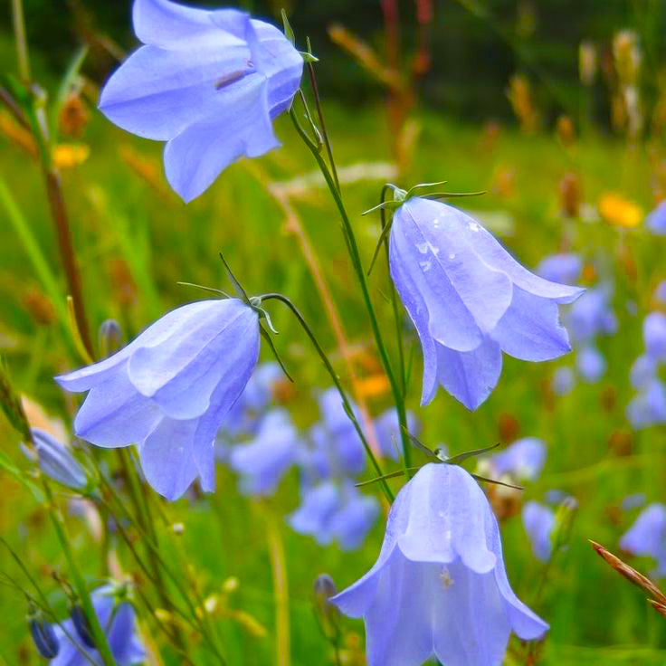 harebell flowers in the Arkansas wildflower seed mix