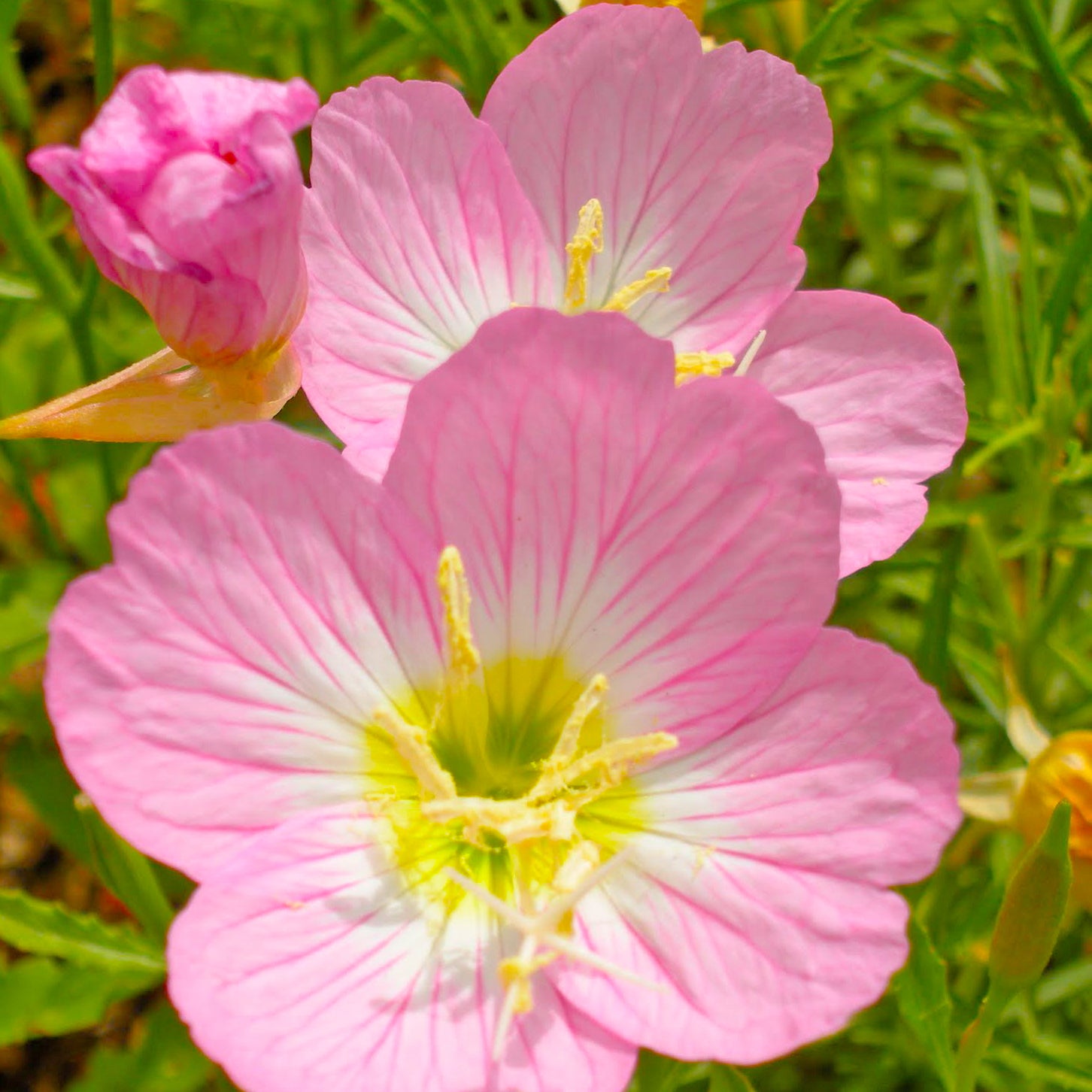 pink primrose flowers in the Arkansas wildflower seed mix