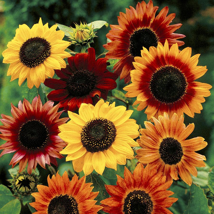 Sunflower Memorial Seed Packets – Gloria's Garden