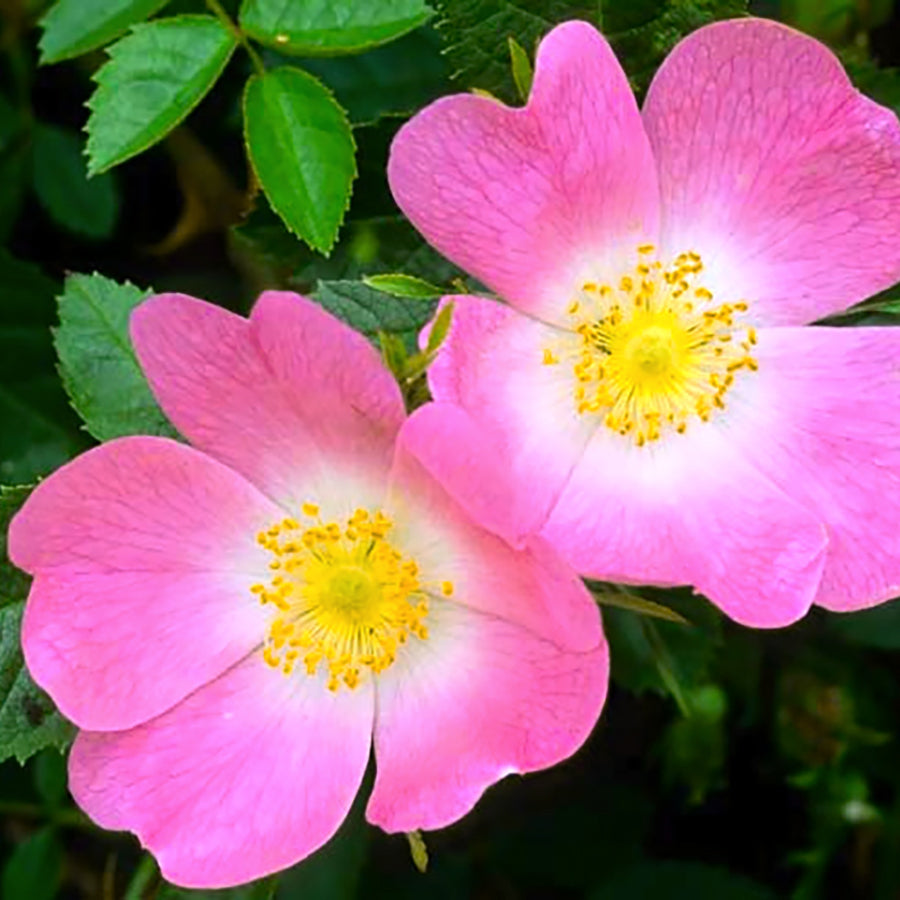 wild rose seeds and flowers