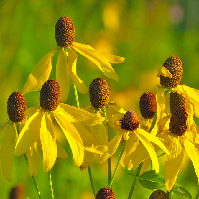 Tennessee Wildflower Seeds - Coneflower