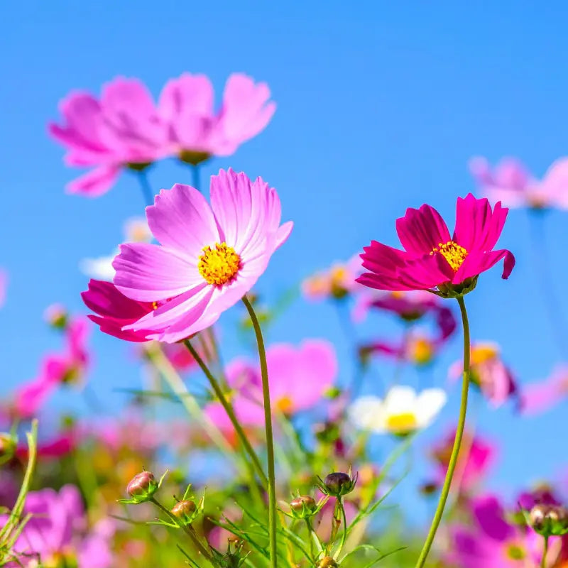 summer wildflowers 