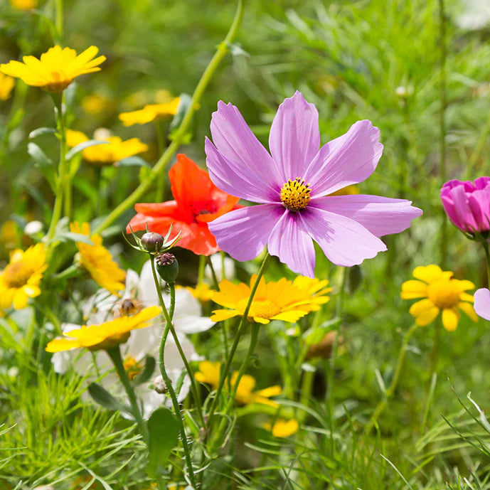 Pennsylvania Wildflower Seeds | Created By Nature