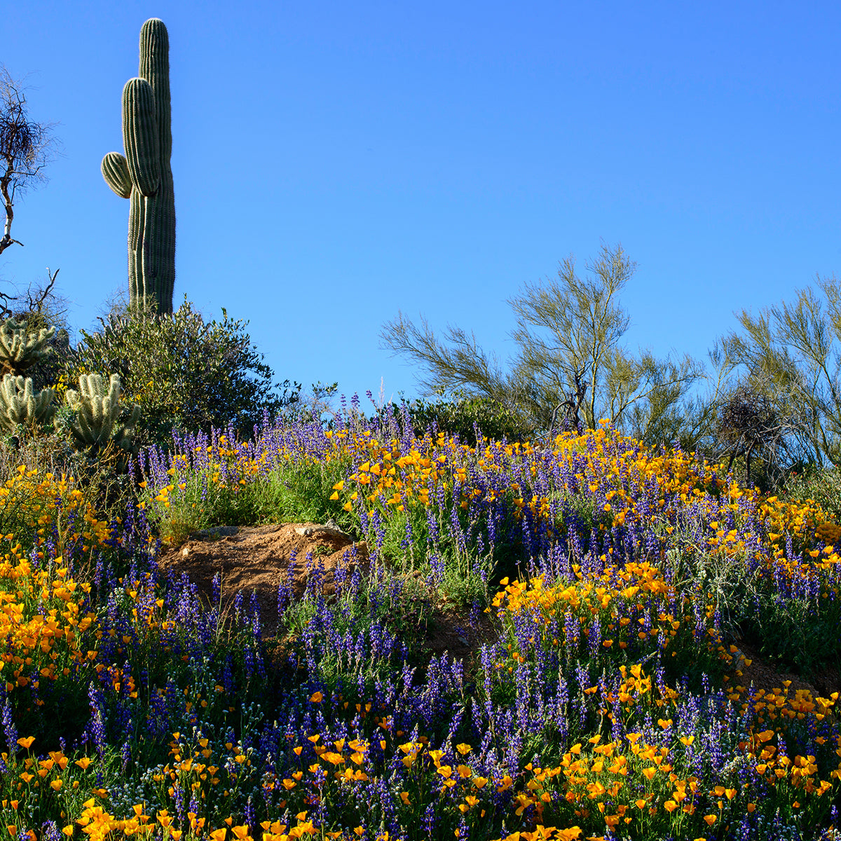 wildflower landscape in Arizona
