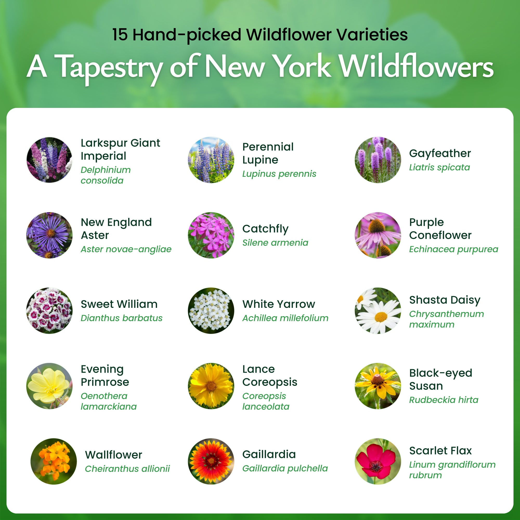 ny native wildflower seeds New York Wildflower Seed Mix