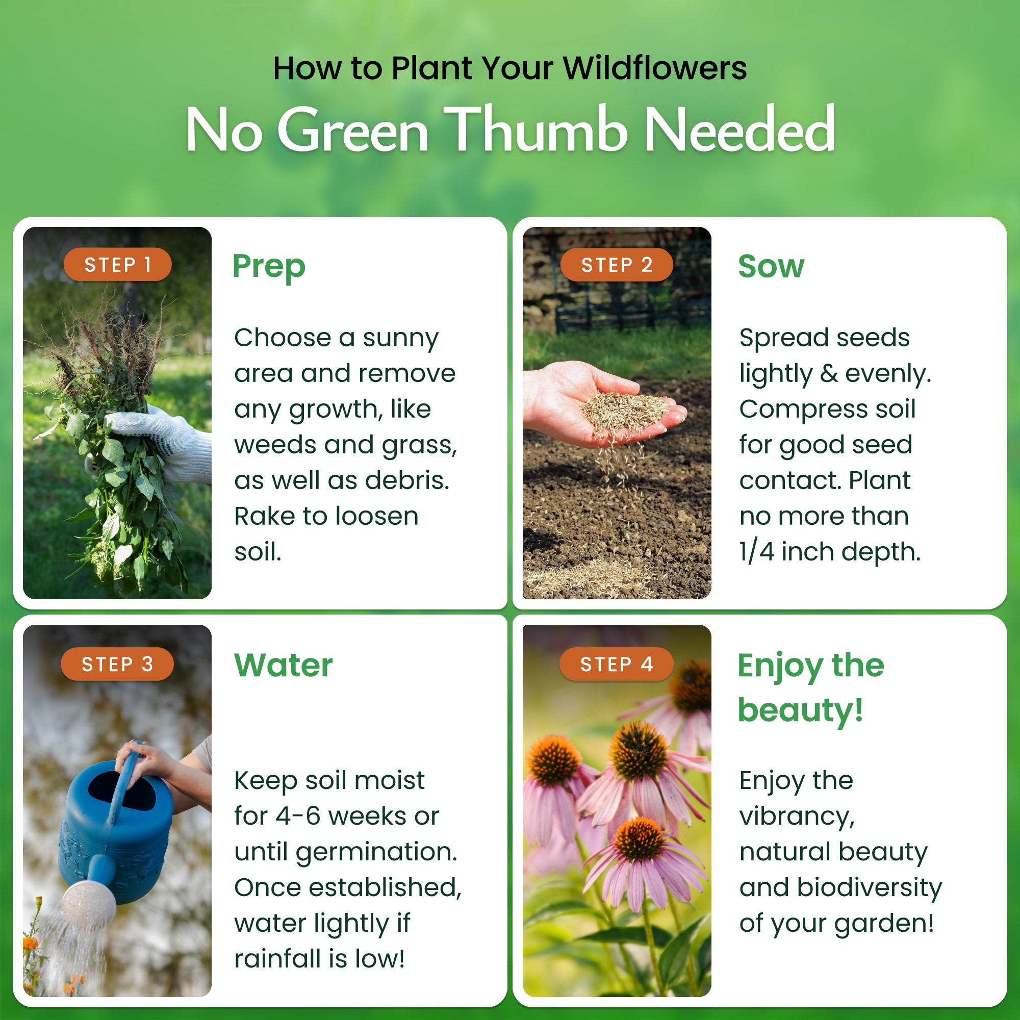 new york wildflower seeds New York Wildflower Seed Mix
