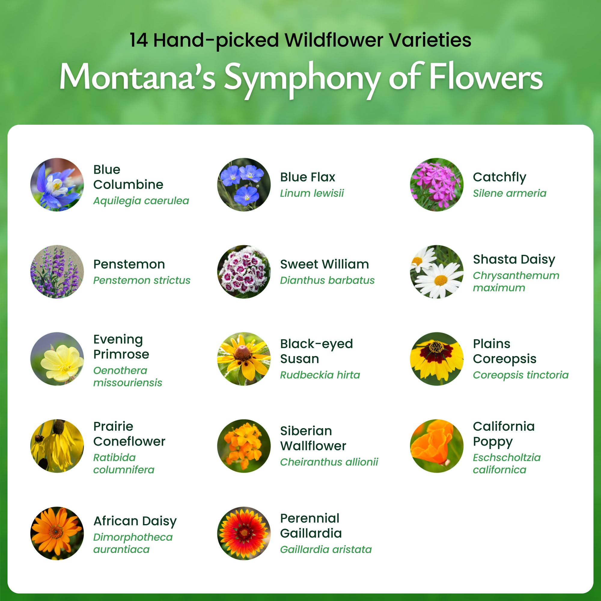 Montana Wildflower Seed Mix