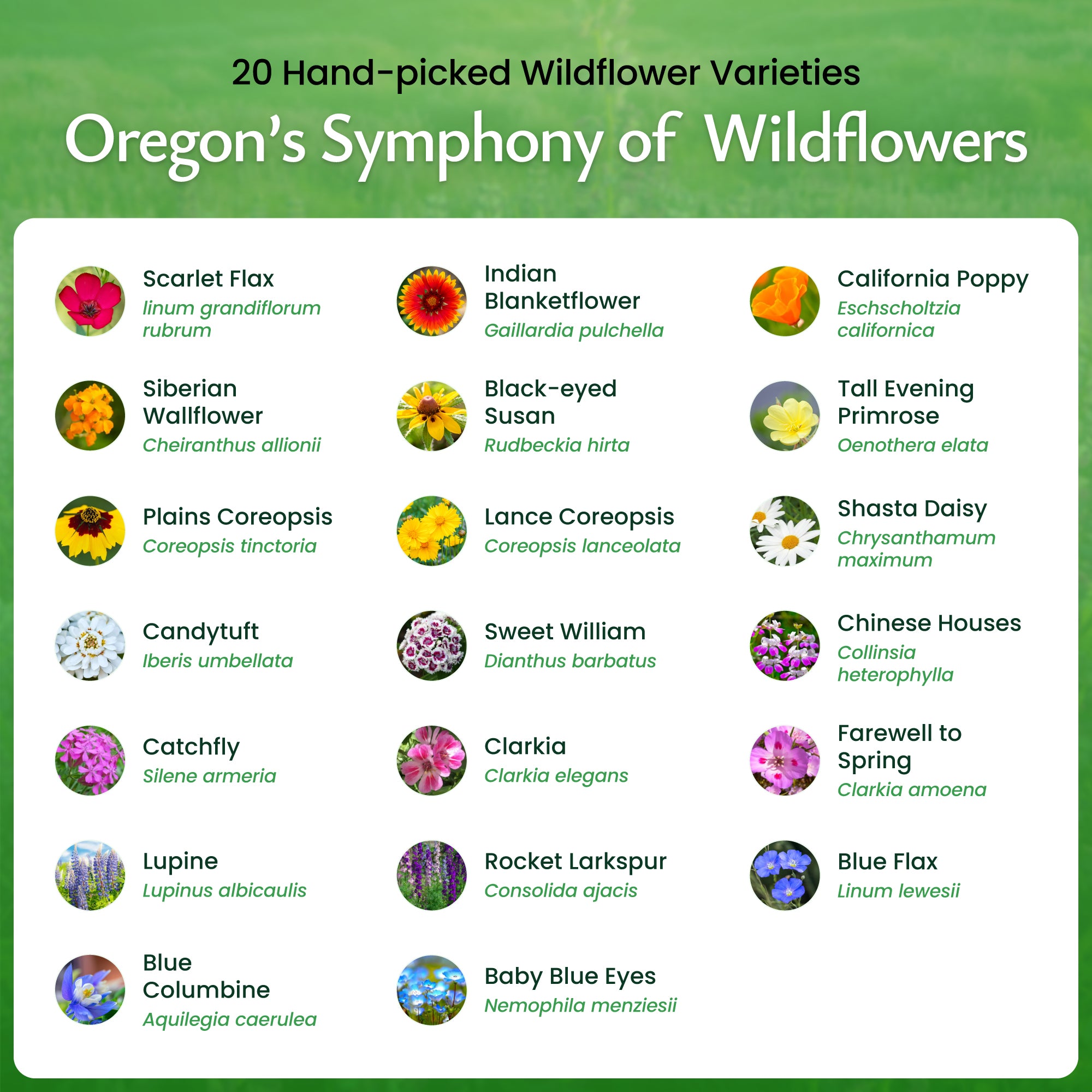 Oregon Wildflower Seed Mix