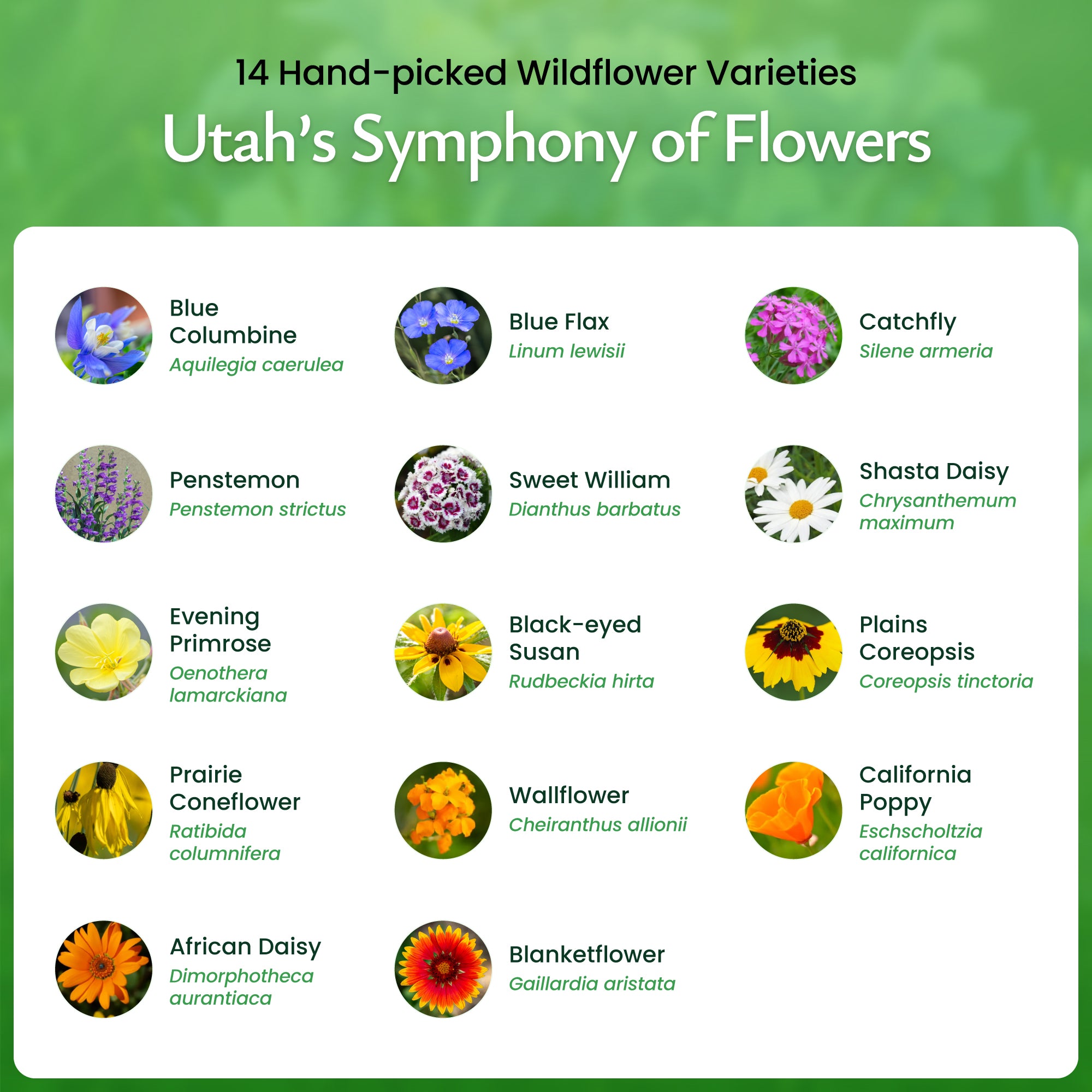 Utah Wildflower Seed Mix