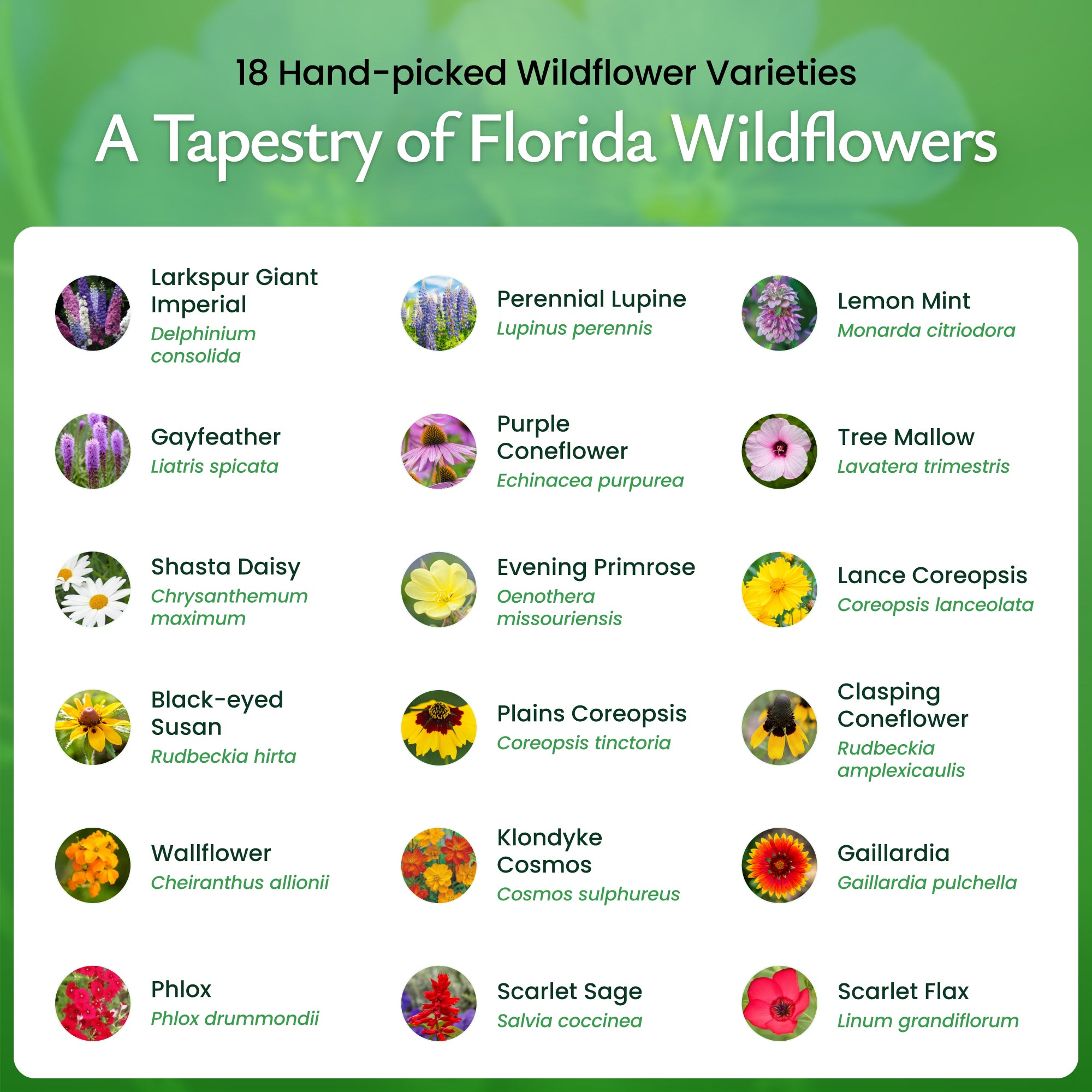 Florida Wildflower Seed Mix | Wildflower Seeds for Florida