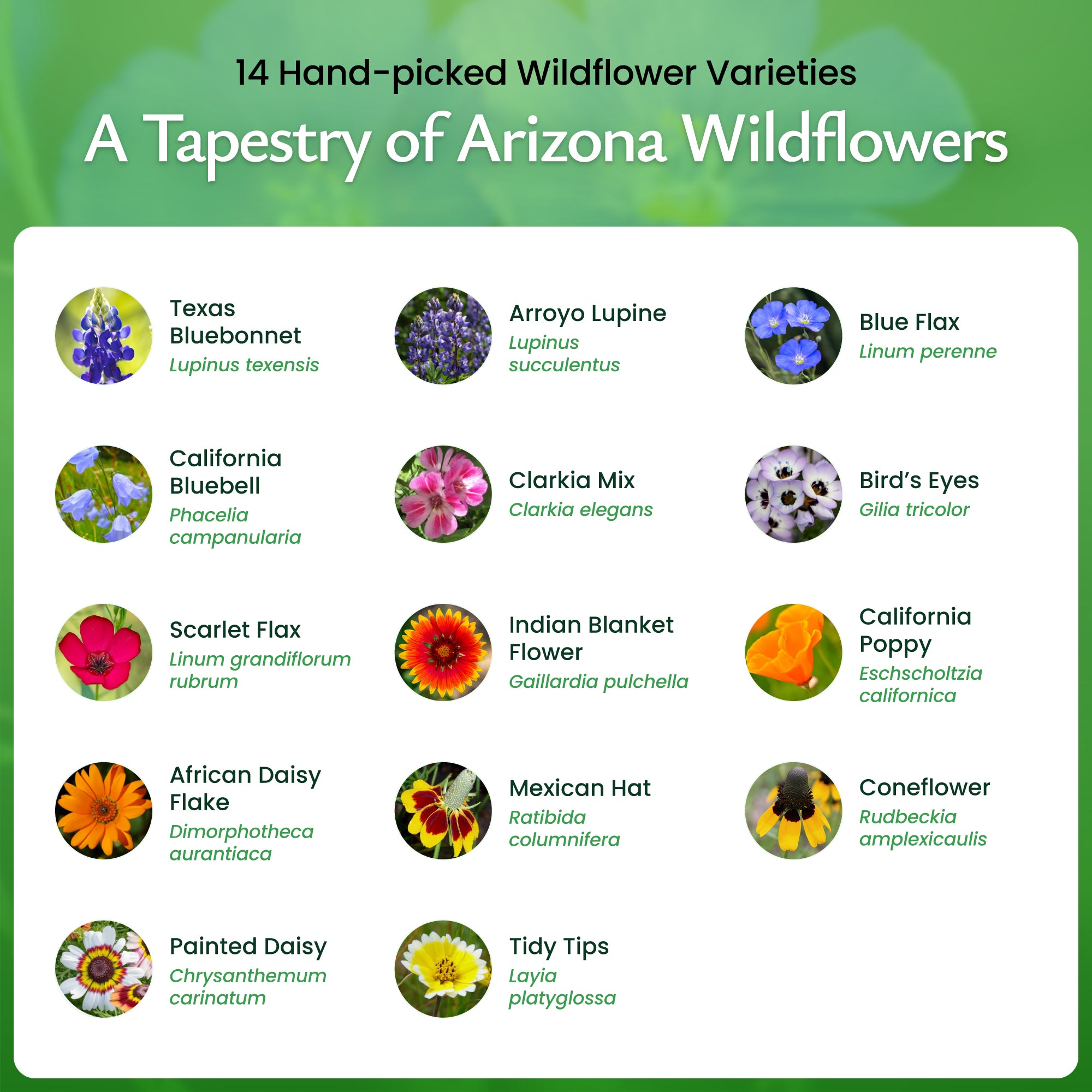identifying wildflower seeds Arizona Wildflower Seed Mix