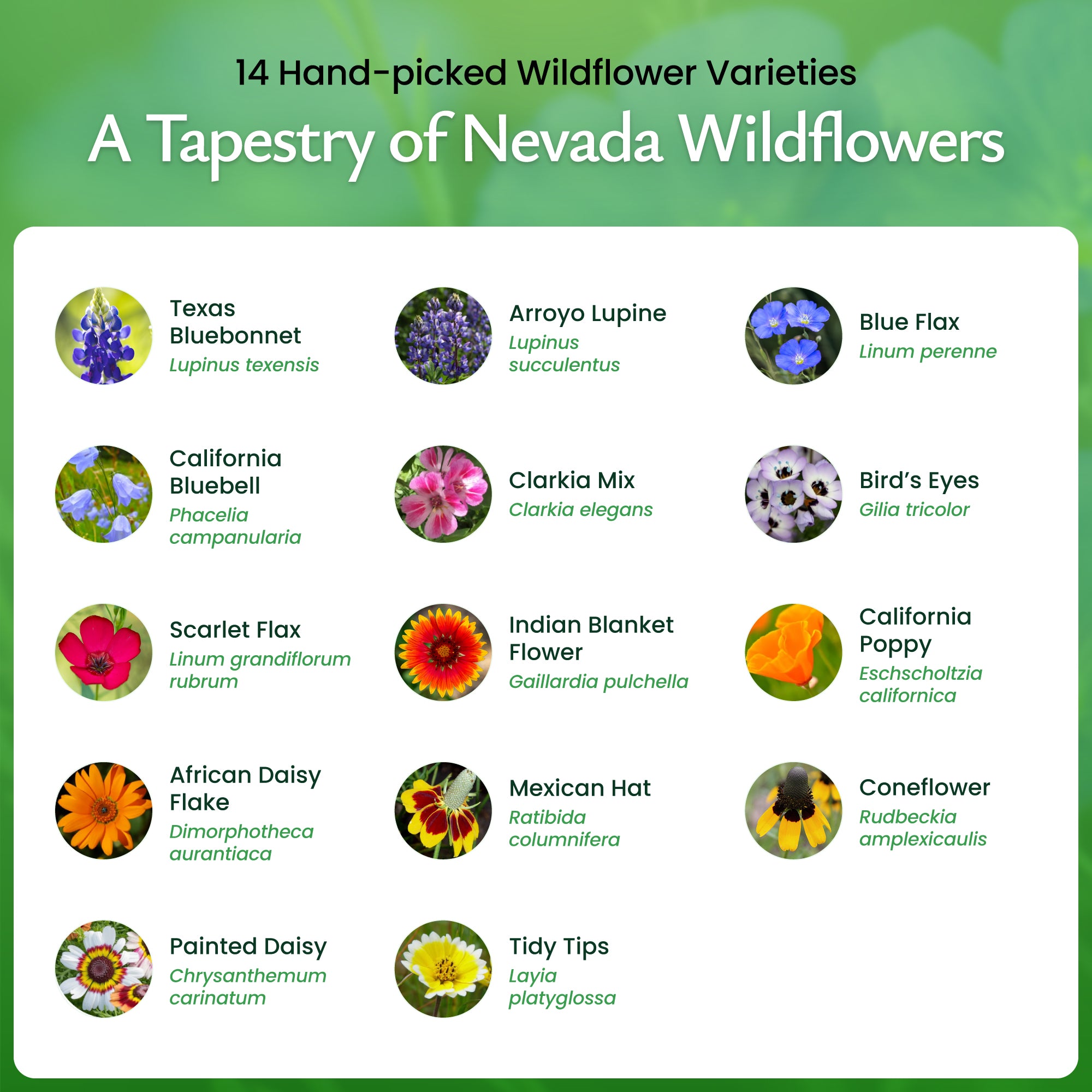 seed carpet wildflower Created By Nature Nevada Wildflower Seed Mix, 14 Flower Varieties, 30,000 Seeds
