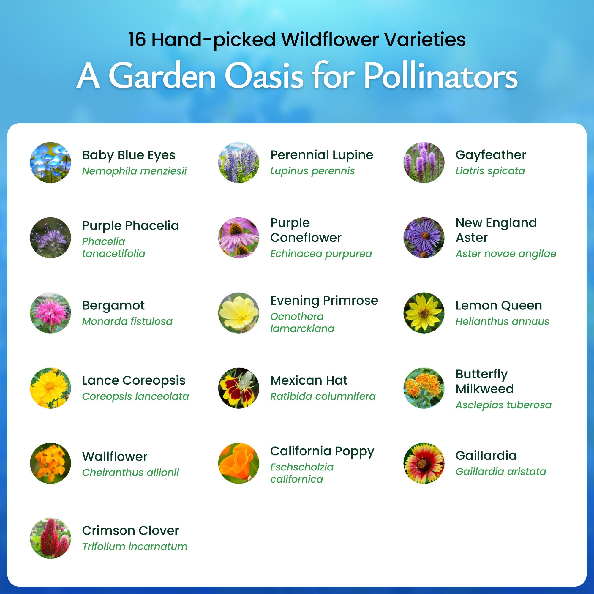 wildflower seeds for butterflies and bees Bee and Butterfly Wildflower Seed Mix – Over 29,000 Premium Seeds