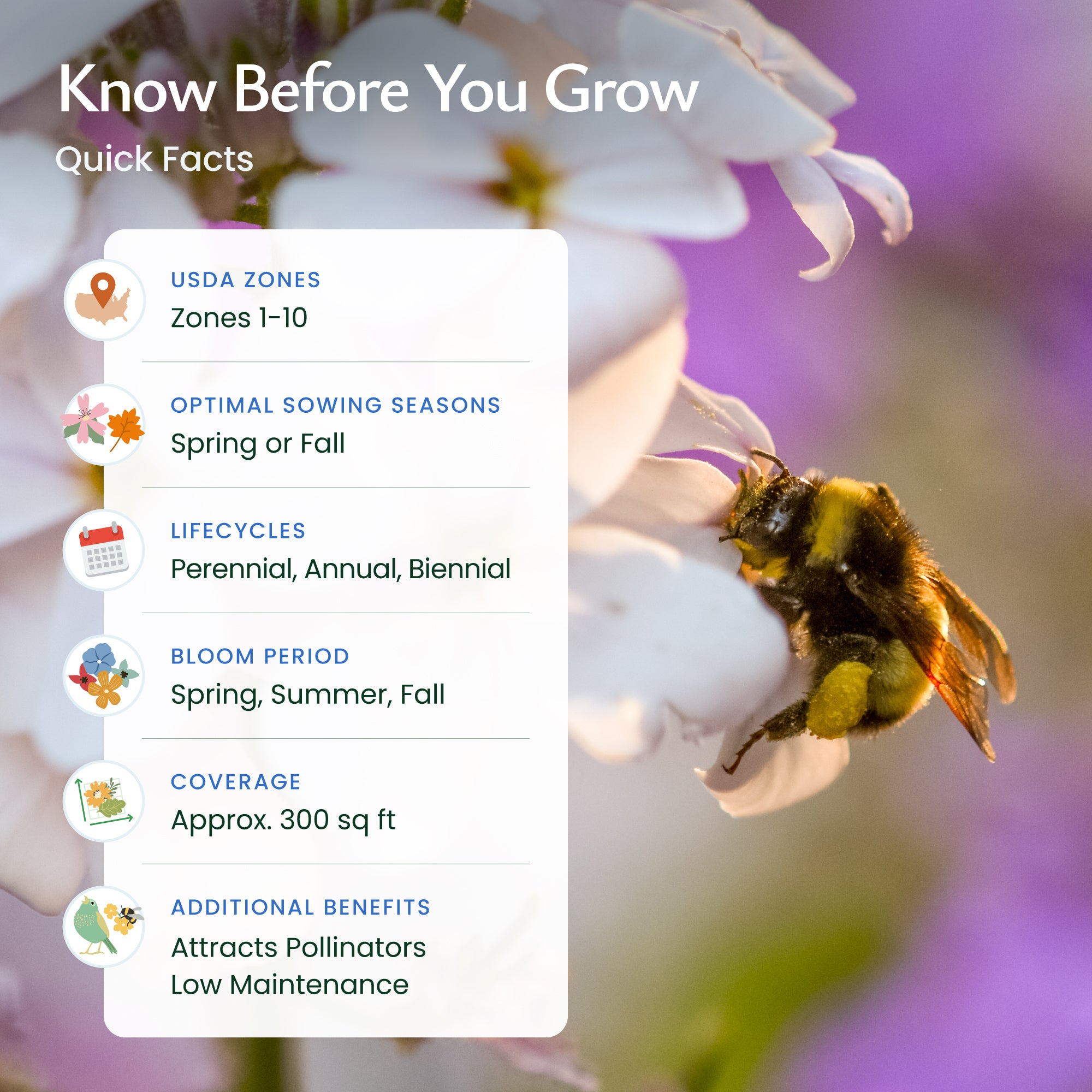 bee and butterfly flower seed mix Bee and Butterfly Wildflower Seed Mix – Over 29,000 Premium Seeds