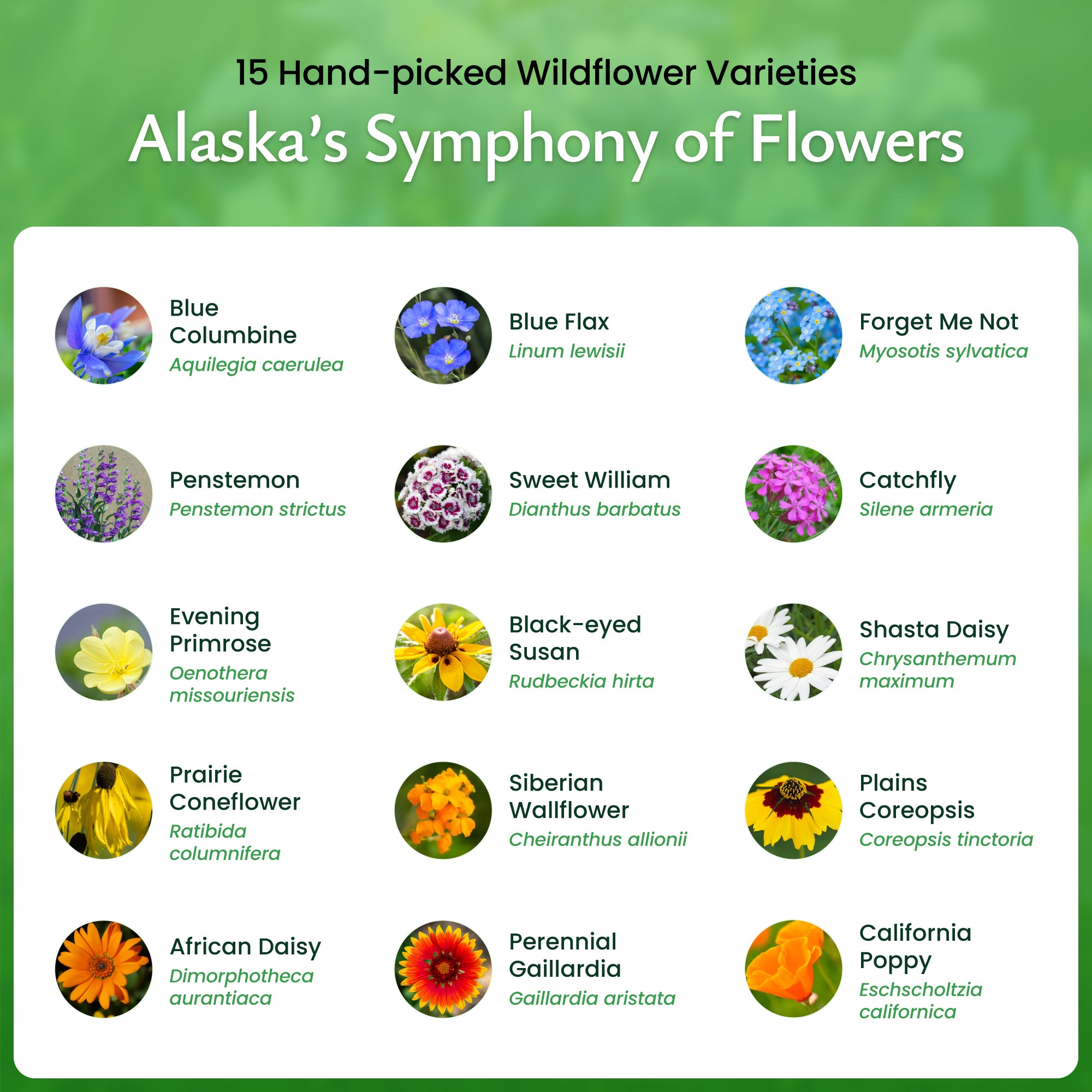 Alaska Wildflower Seed Mix | Wildflower Seeds for Alaska