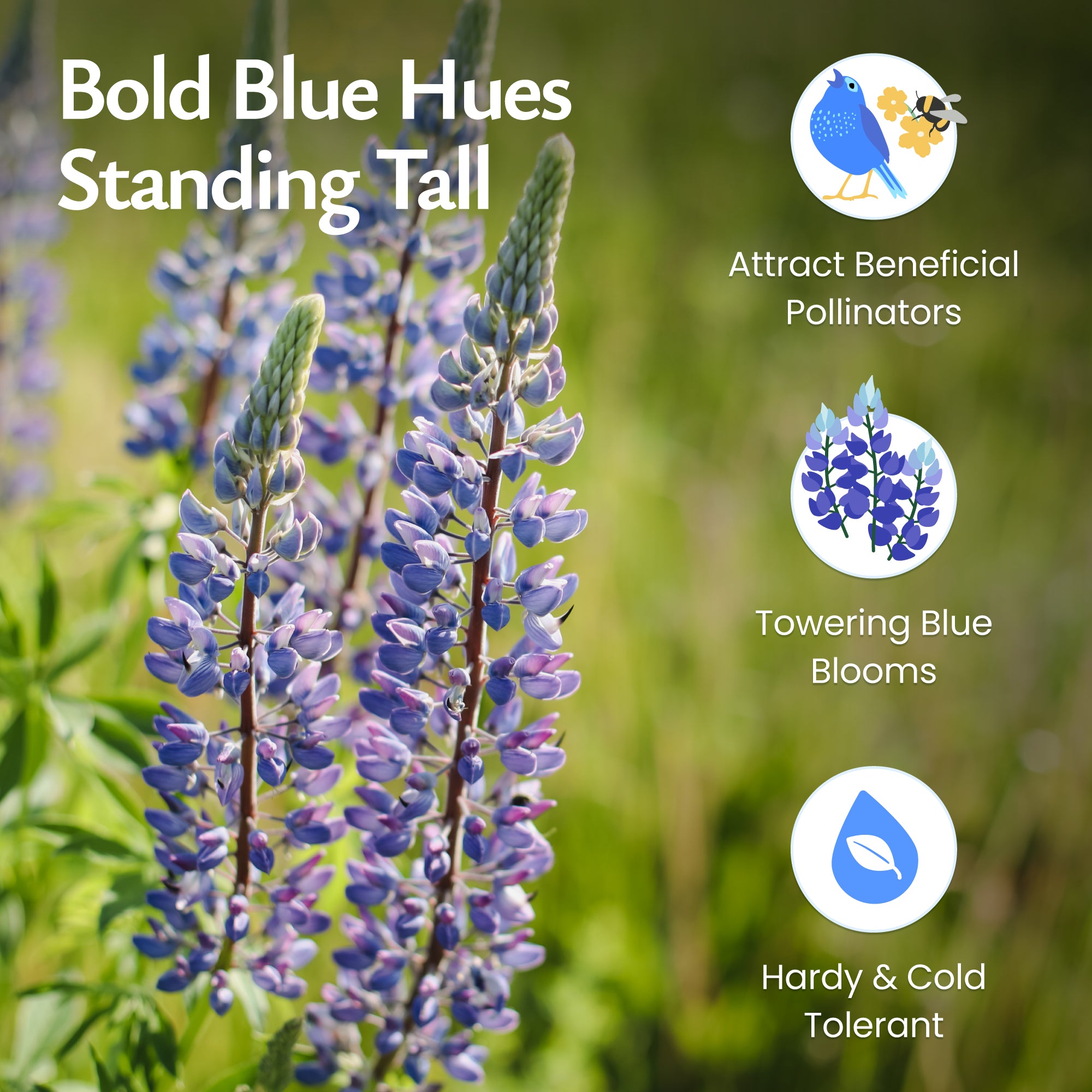 lupin flower seeds Created By Nature Blue Lupine Seeds, 750 Perennial Wildflower Seeds