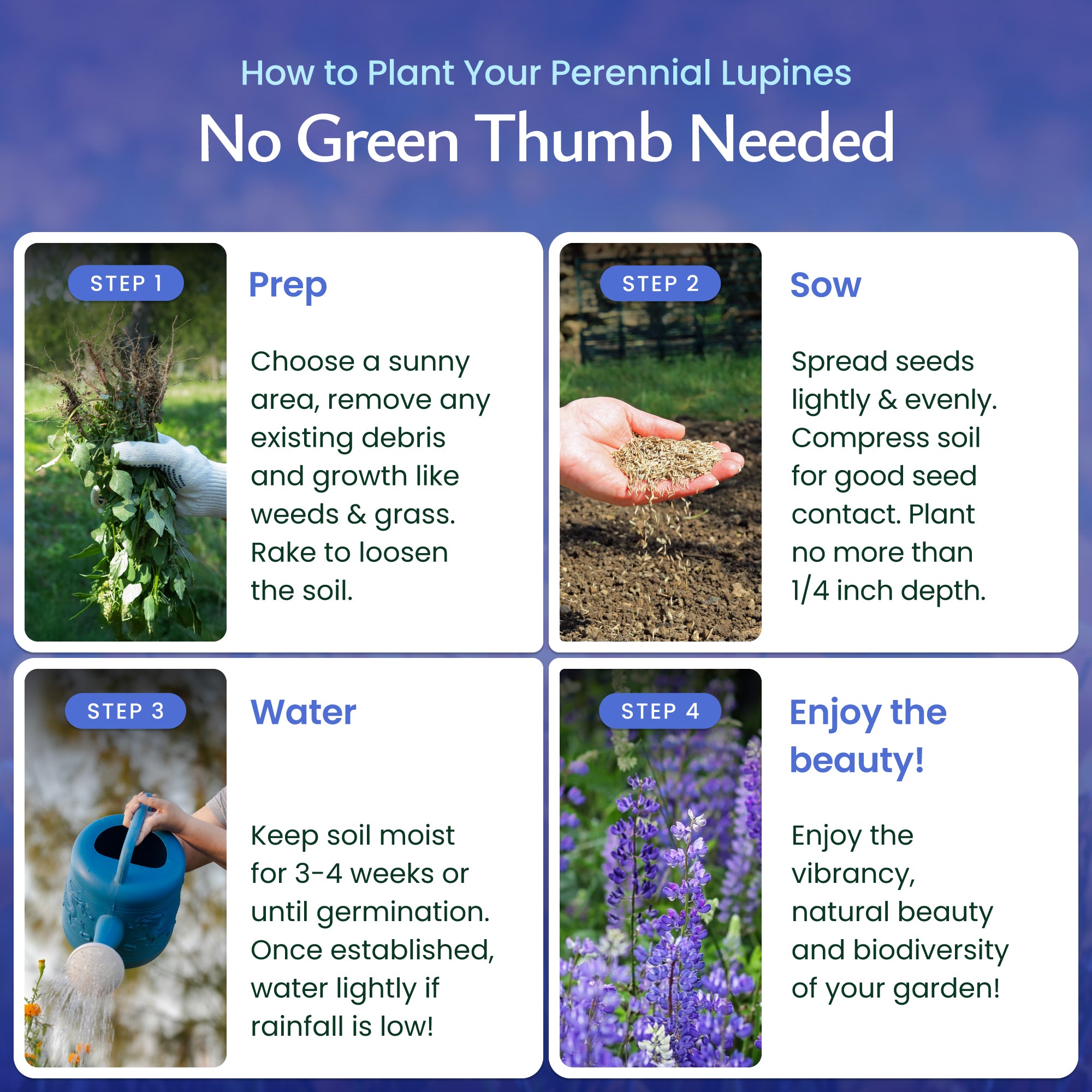 planting lupine from seed Blue Lupine Wildflower Seeds