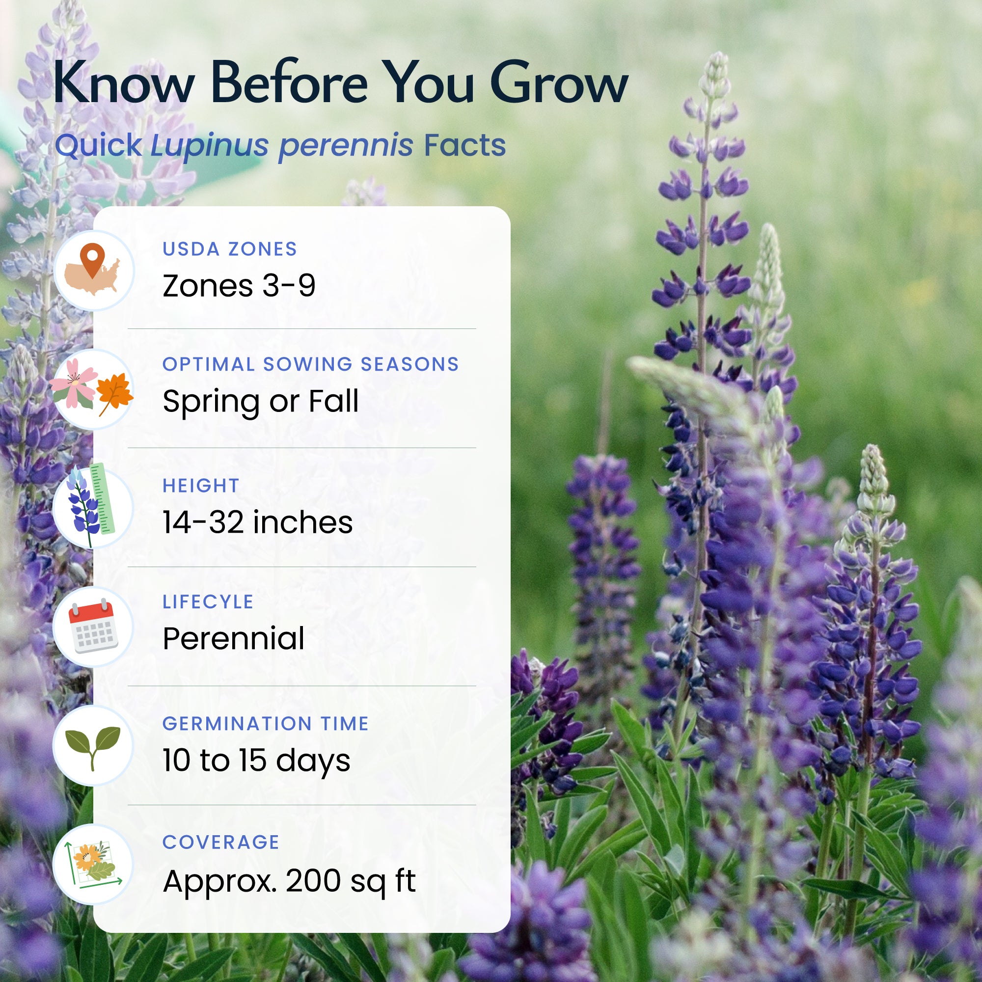 best time of year to plant lupine seeds Blue Lupine Wildflower Seeds