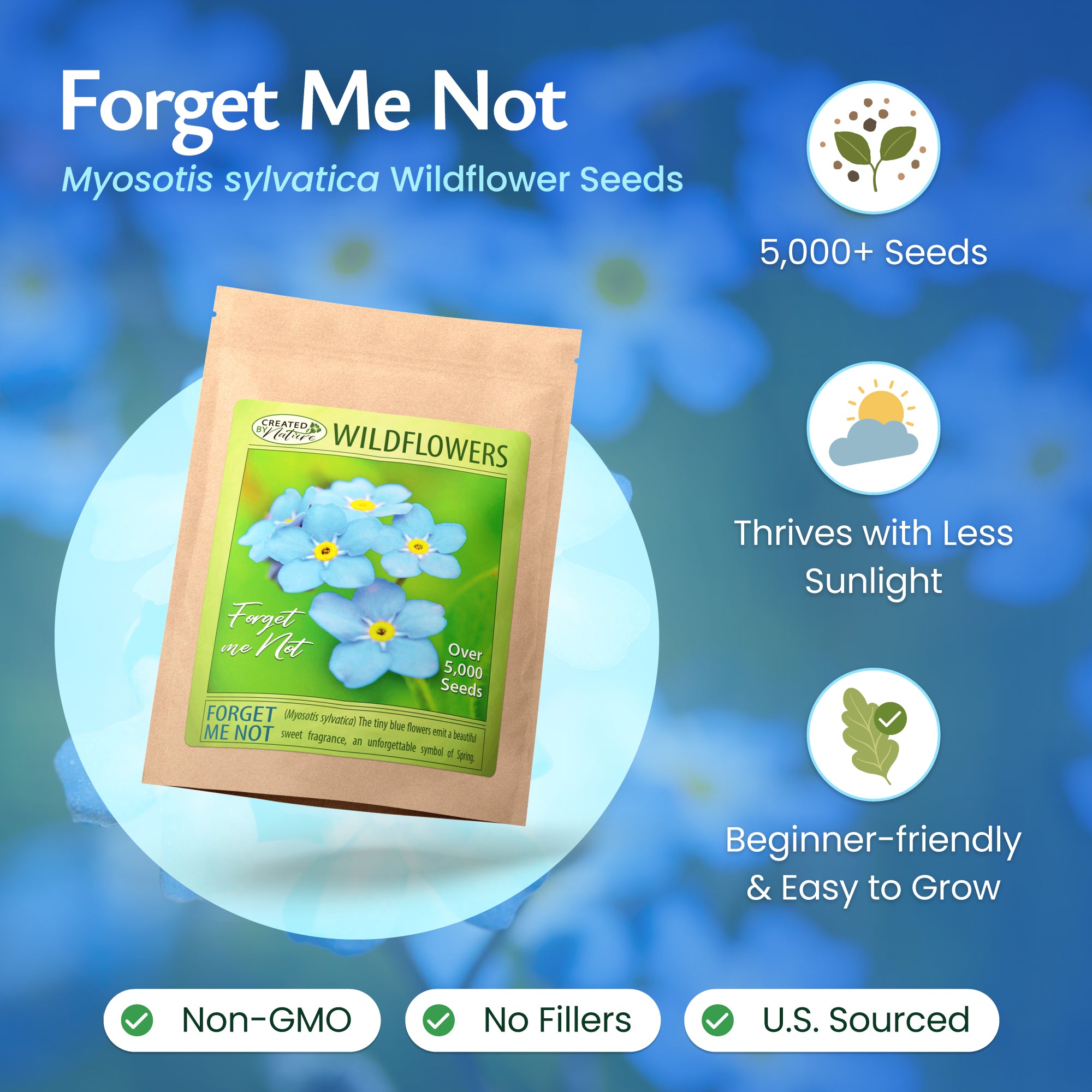 Forget Me Not Flowers Myosotis Sylvatica