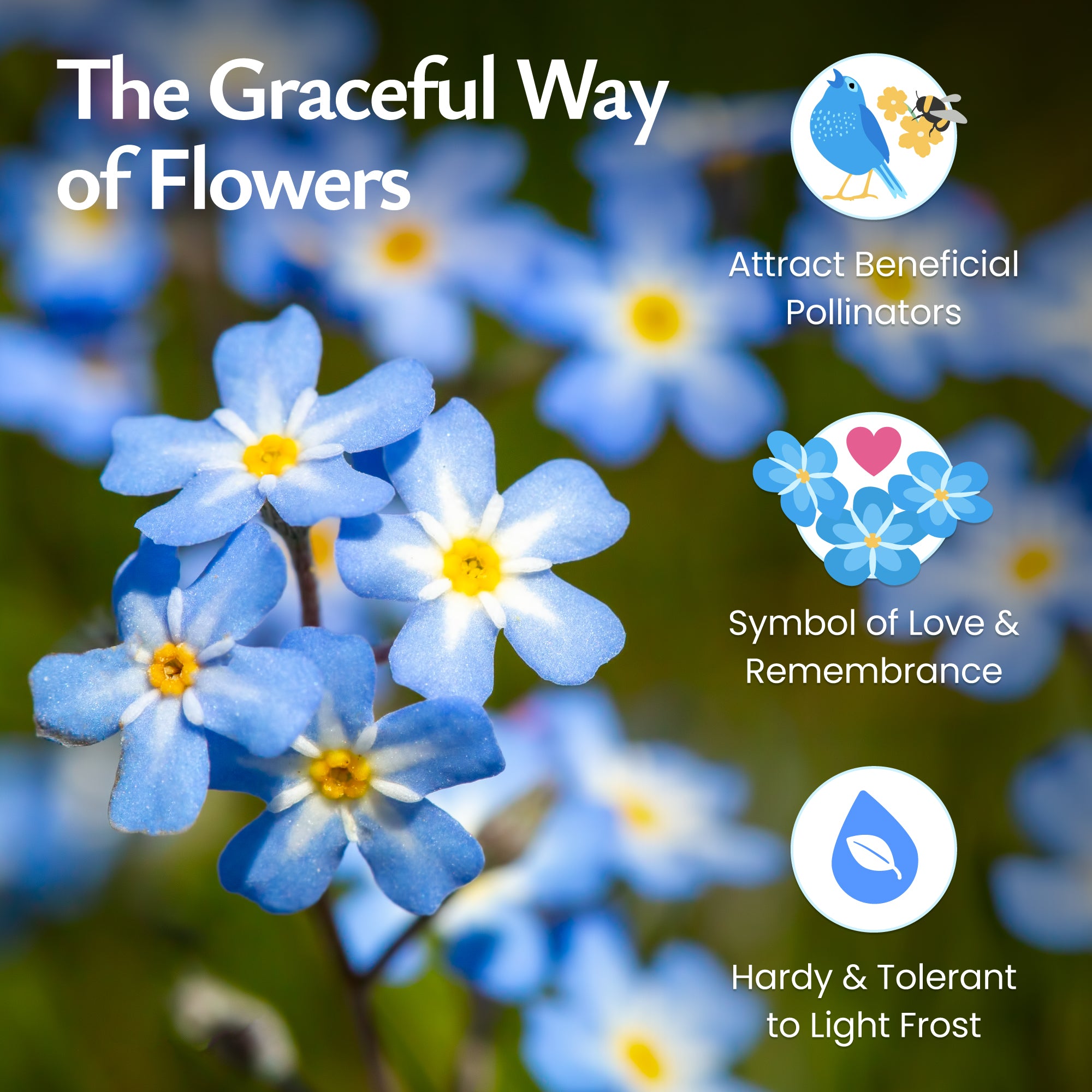 Forget Me Not Wildflower Seeds