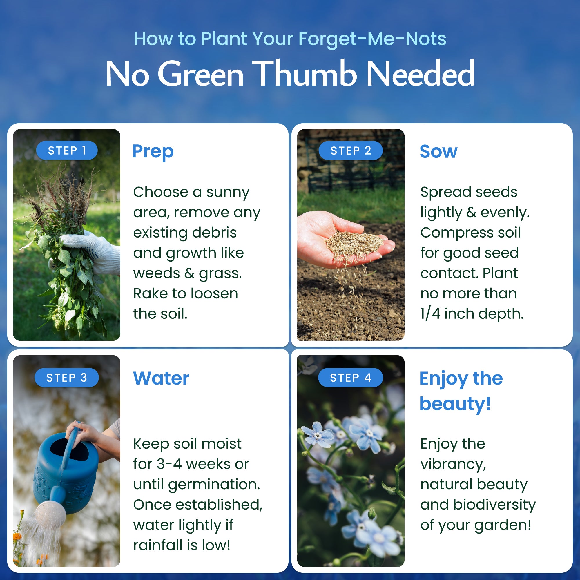 where to plant forget me not seeds Forget Me Not Wildflower Seeds