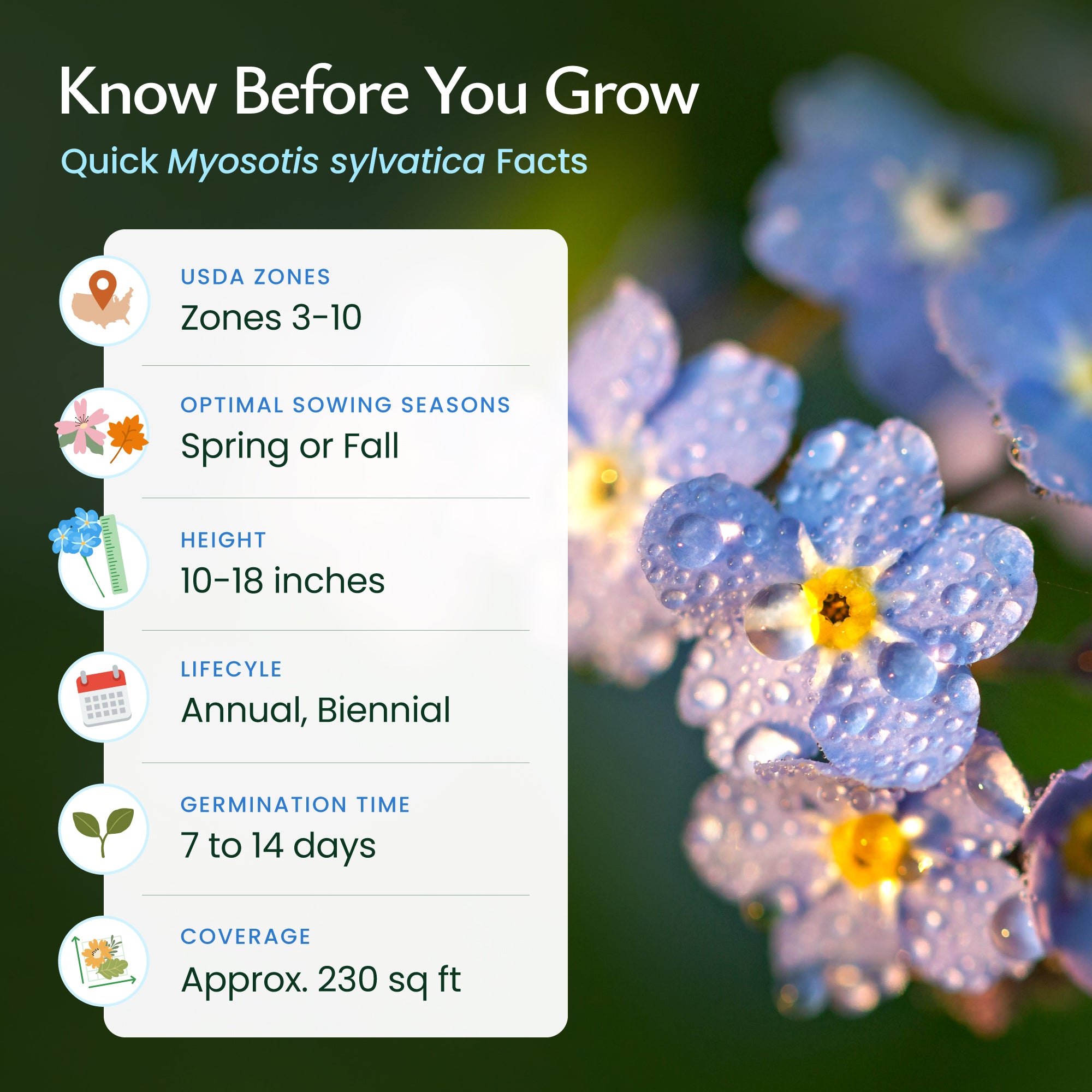 planting forget me not seeds outdoors Forget Me Not Wildflower Seeds