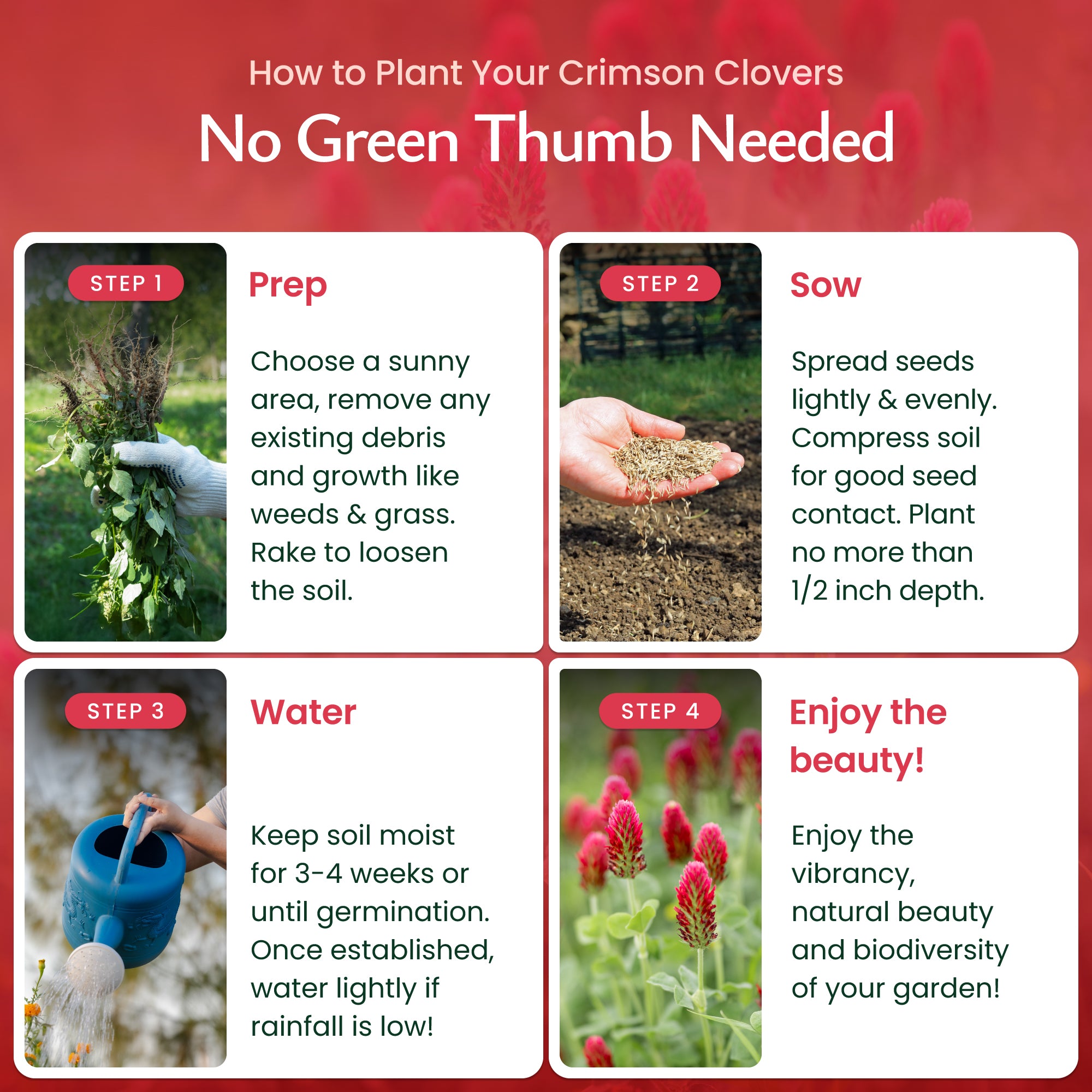 Crimson Clover Wildflower Seeds