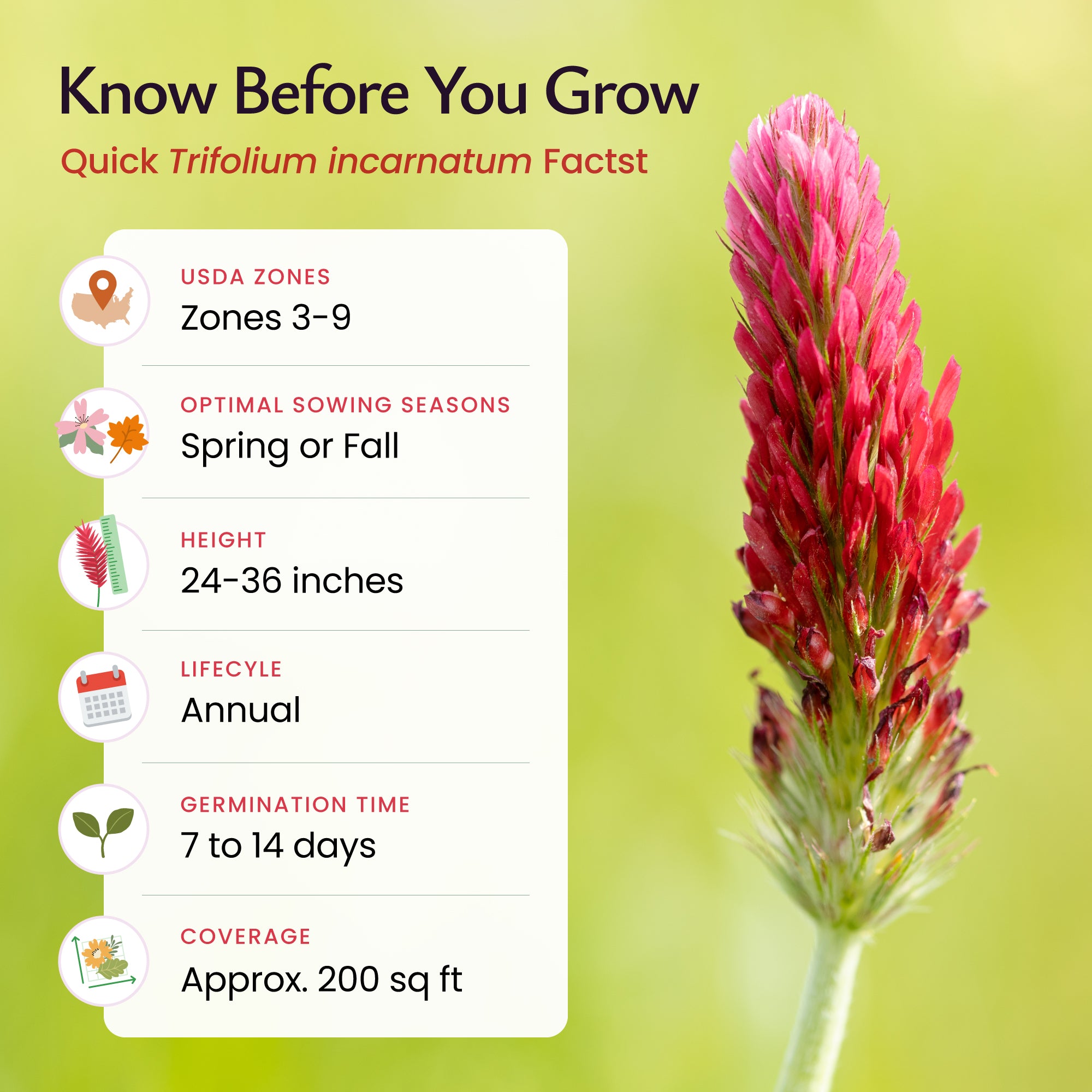Crimson Clover Wildflower Seeds | Cover Crop + Pollinator Plant