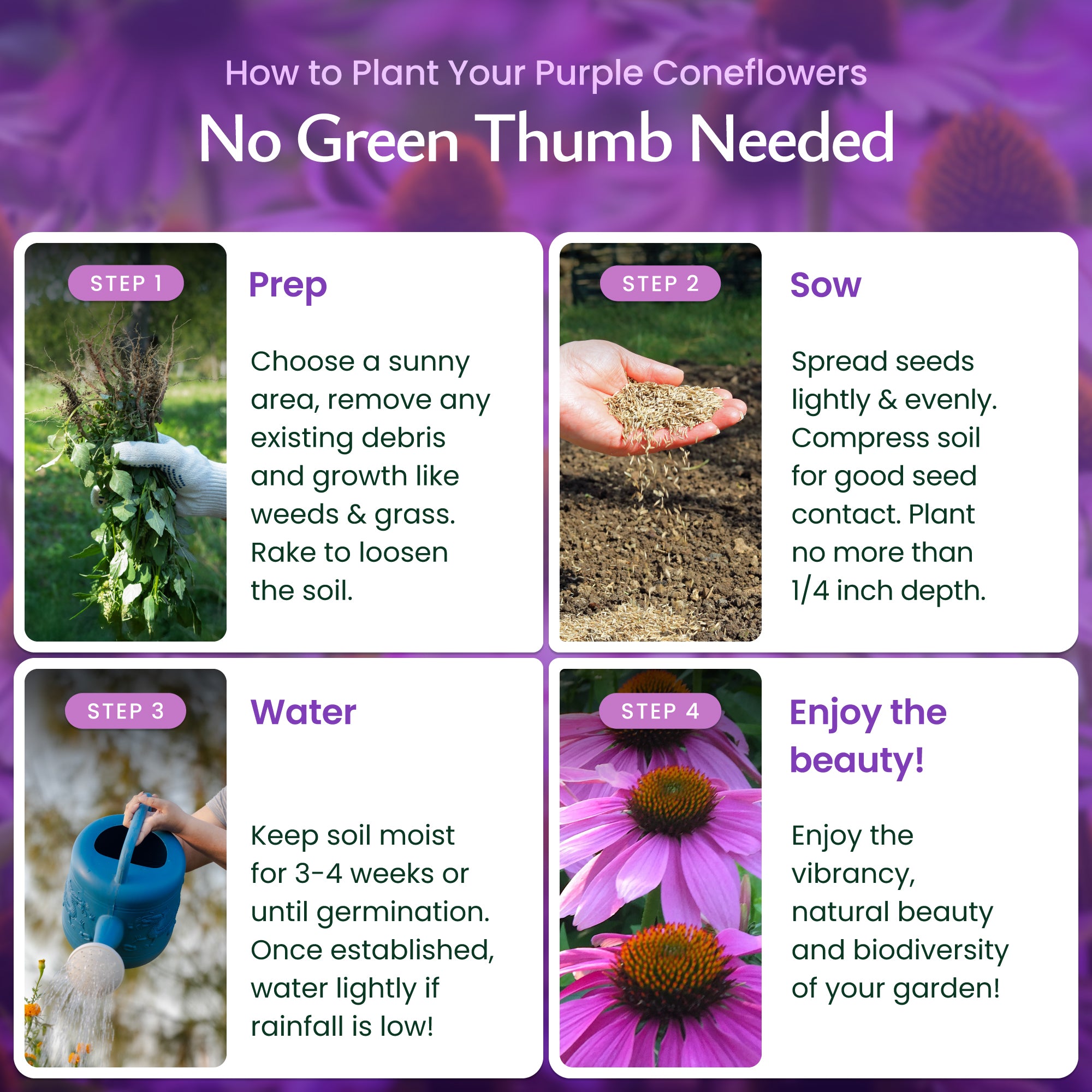 Purple Coneflower Wildflower Seeds