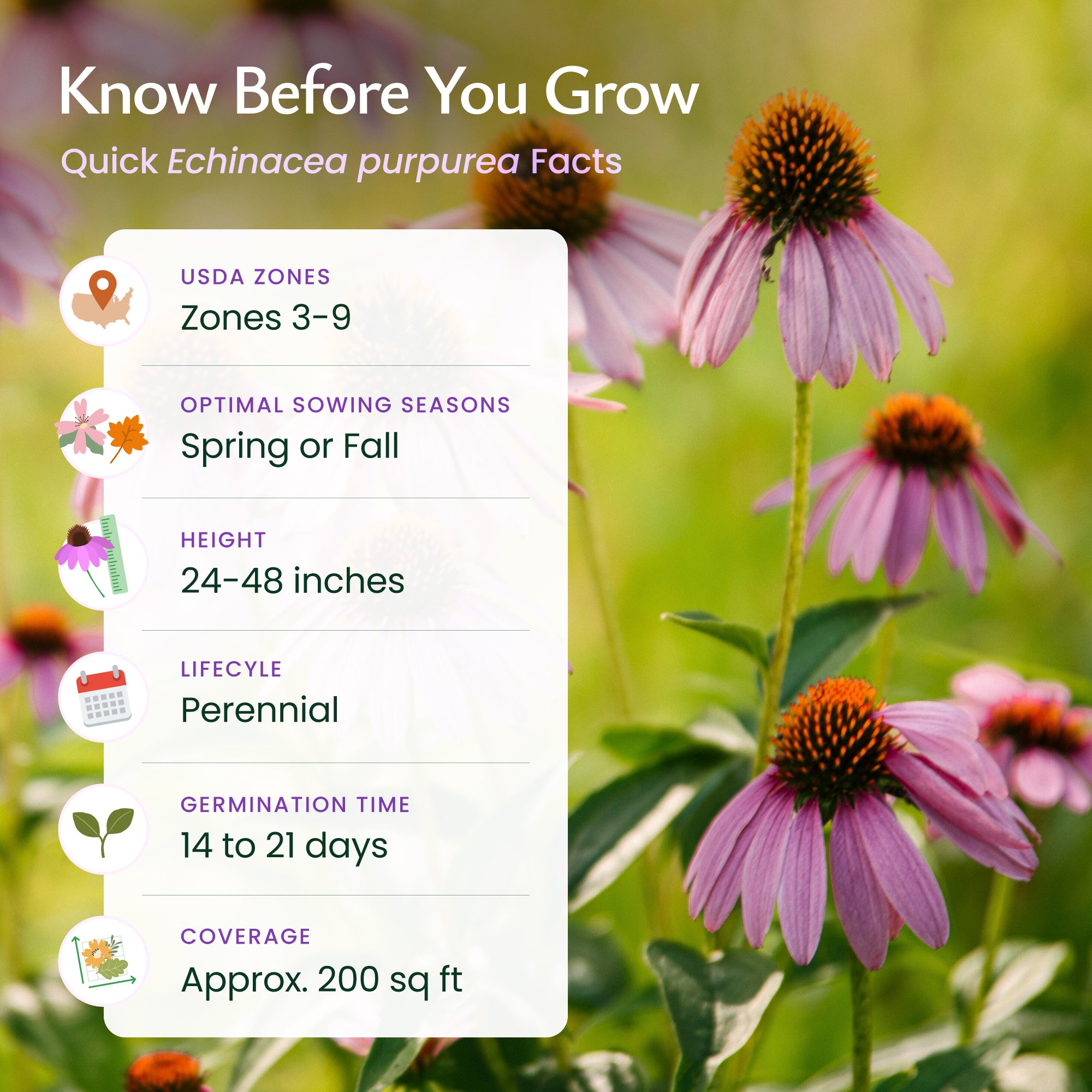 Purple Coneflower Wildflower Seeds | Perennial Pollinator Favorite