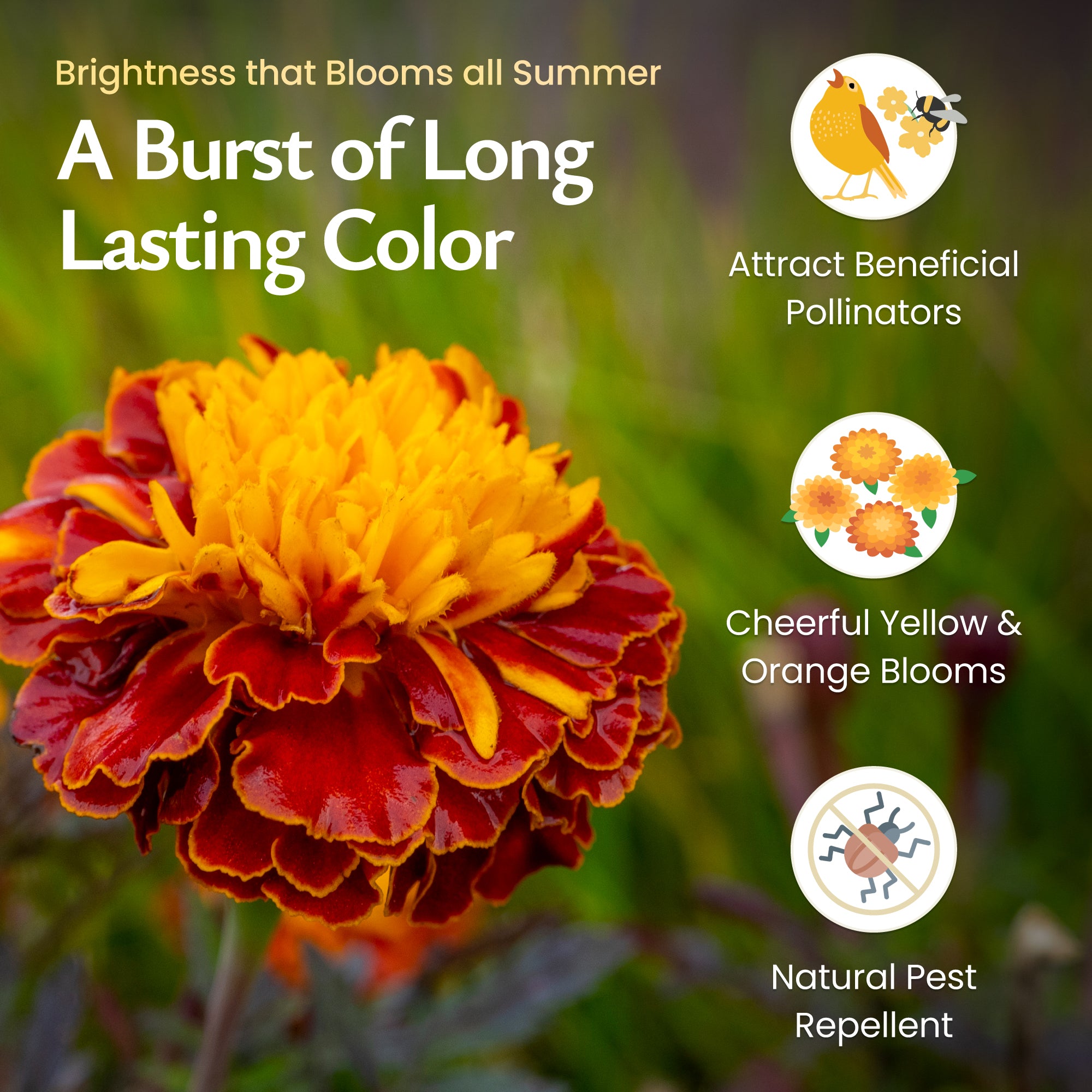 red marigold seeds Created By Nature French Marigold Seeds, 2,300 Annual Wildflower Seeds
