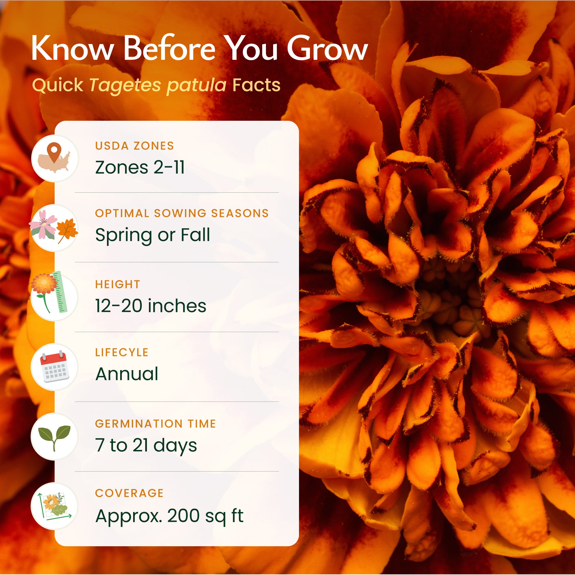 marigold time from seed to flower French Marigold Wildflower Seeds