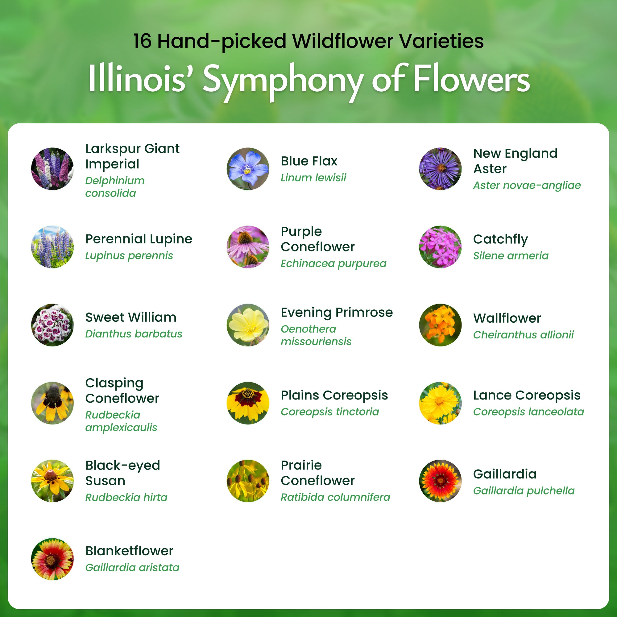 Created By Nature Illinois Wildflower Seed Mix, 16 Flower Varieties, 40,000 Wildflower Seeds