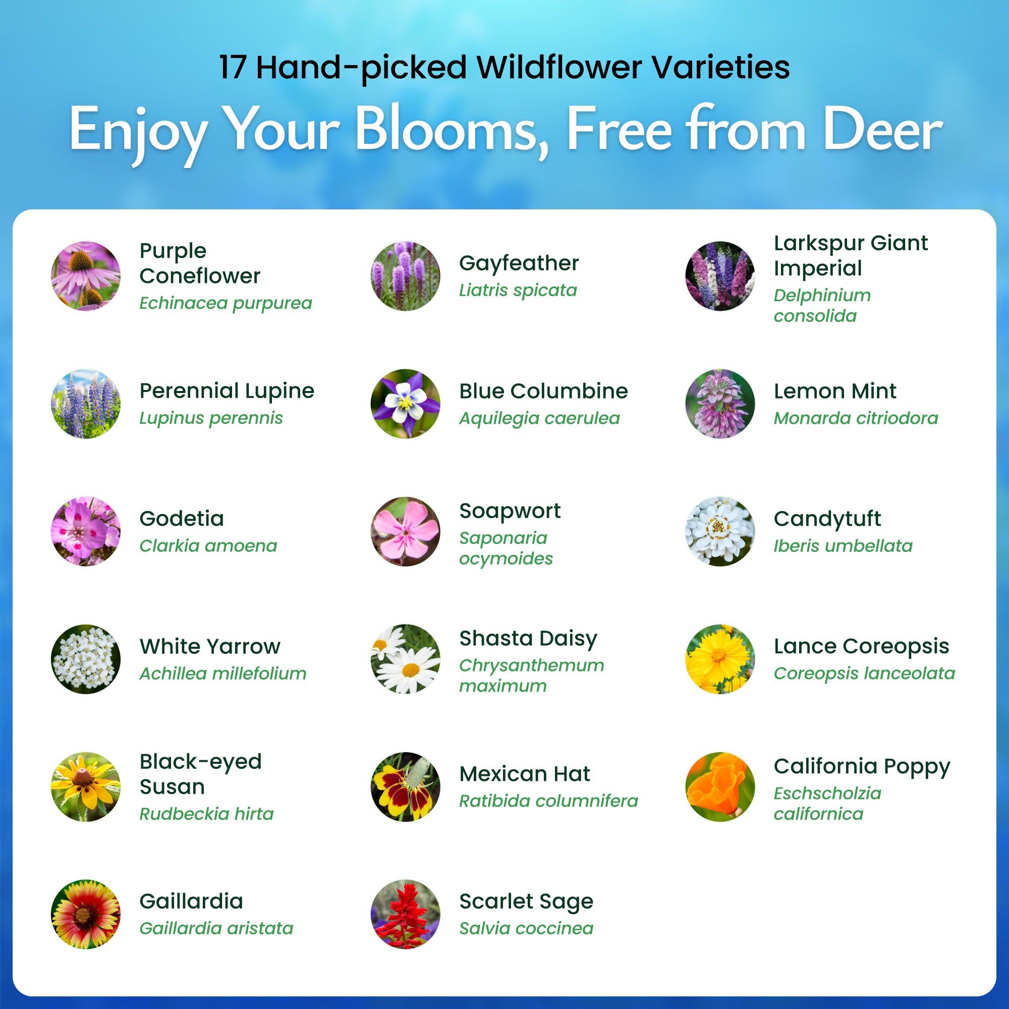 Deer Resistant Wildflower Seed Mix | Wildflower Seeds for Gardens