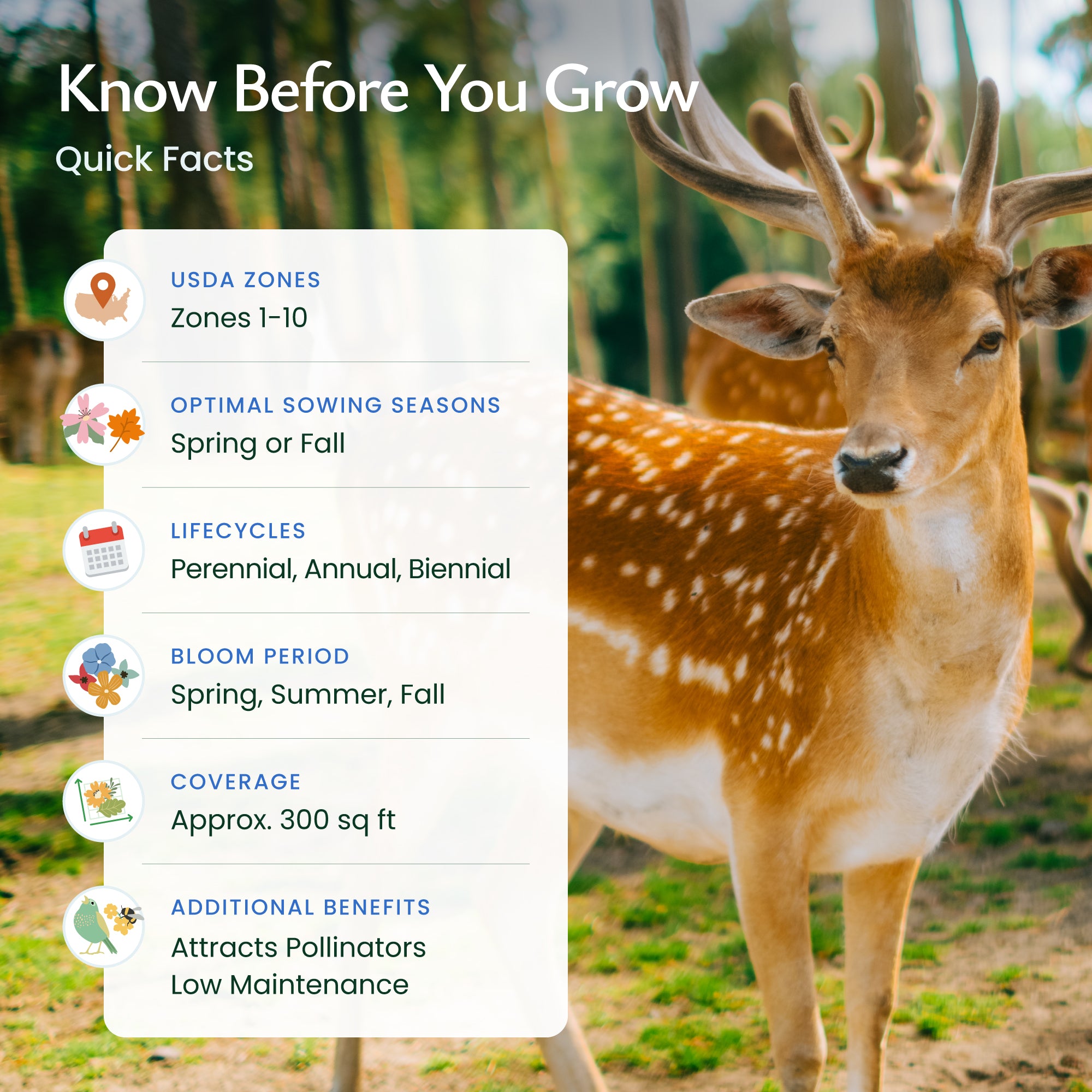 Deer Resistant Wildflower Seed Mix | Wildflower Seeds for Gardens